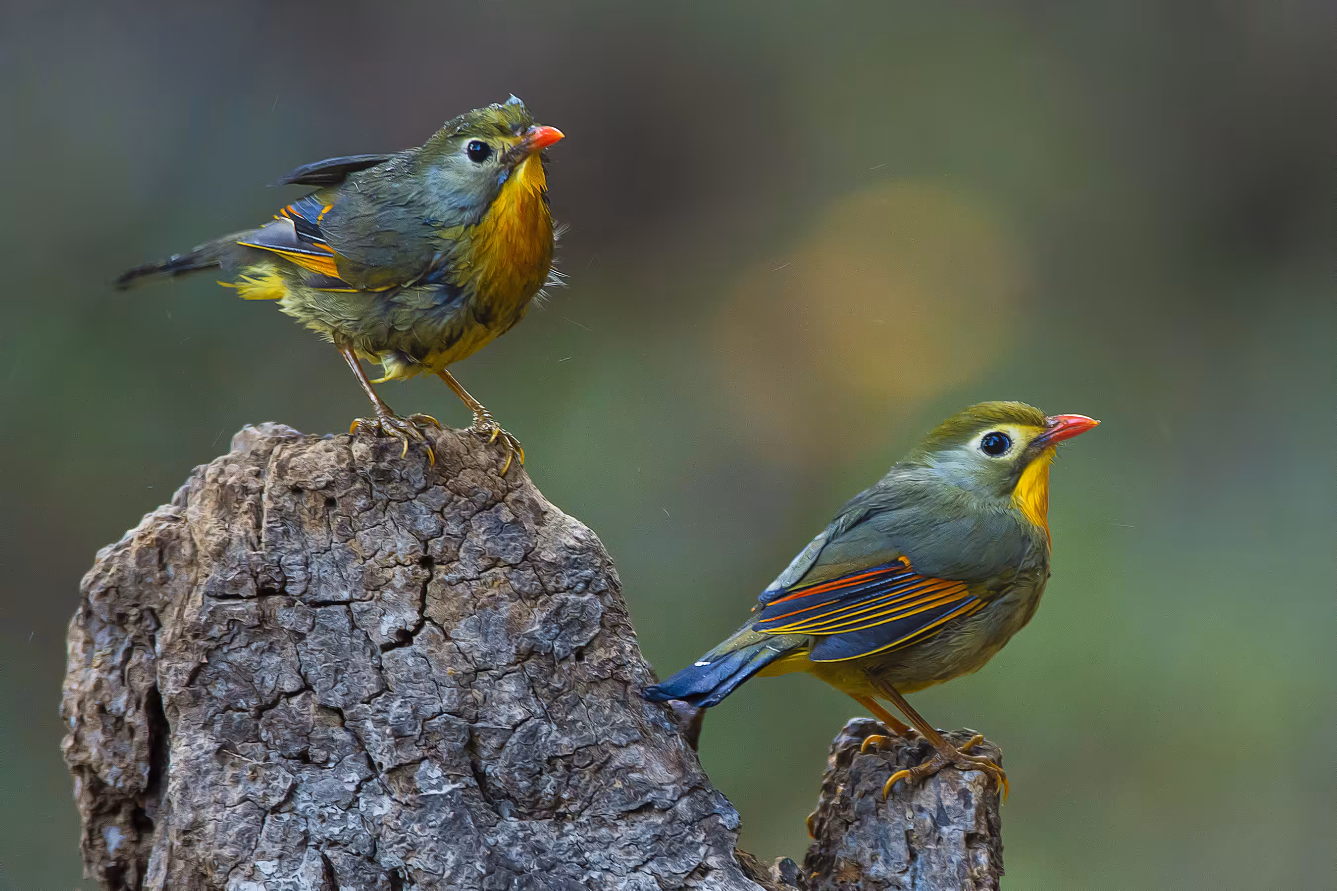 Red-billed leiothrix