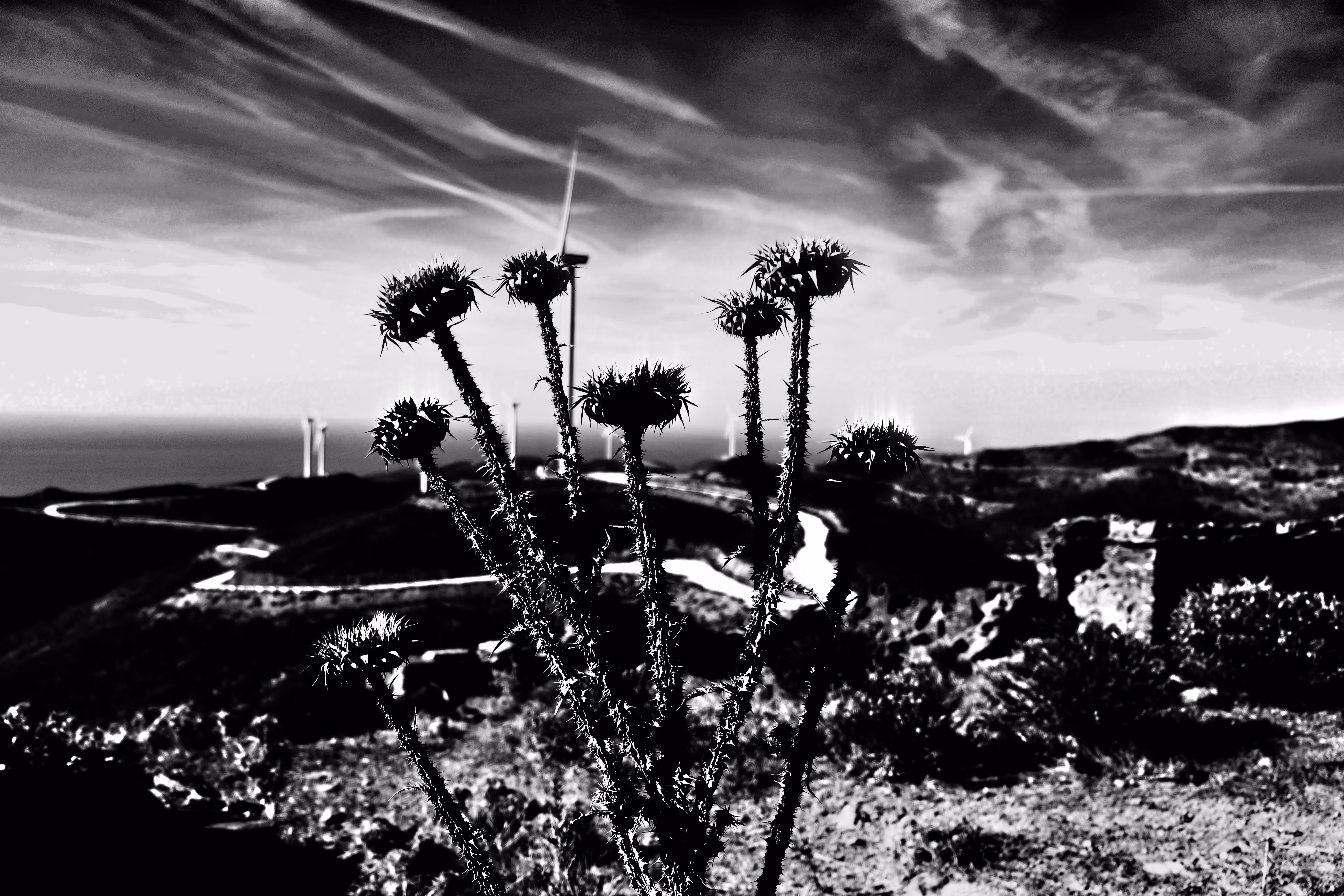 Thistle