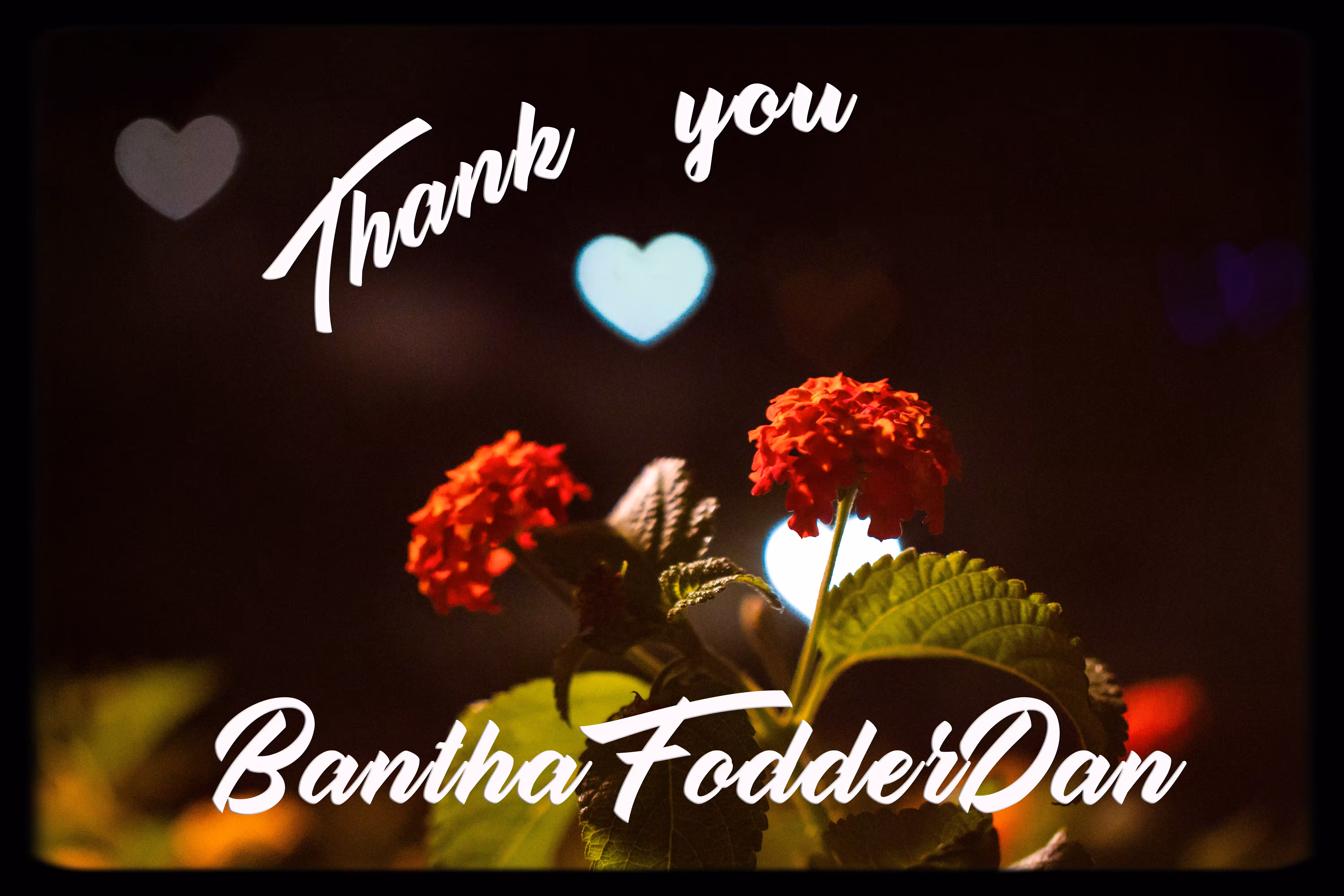 Thank You BanthaFodderDan