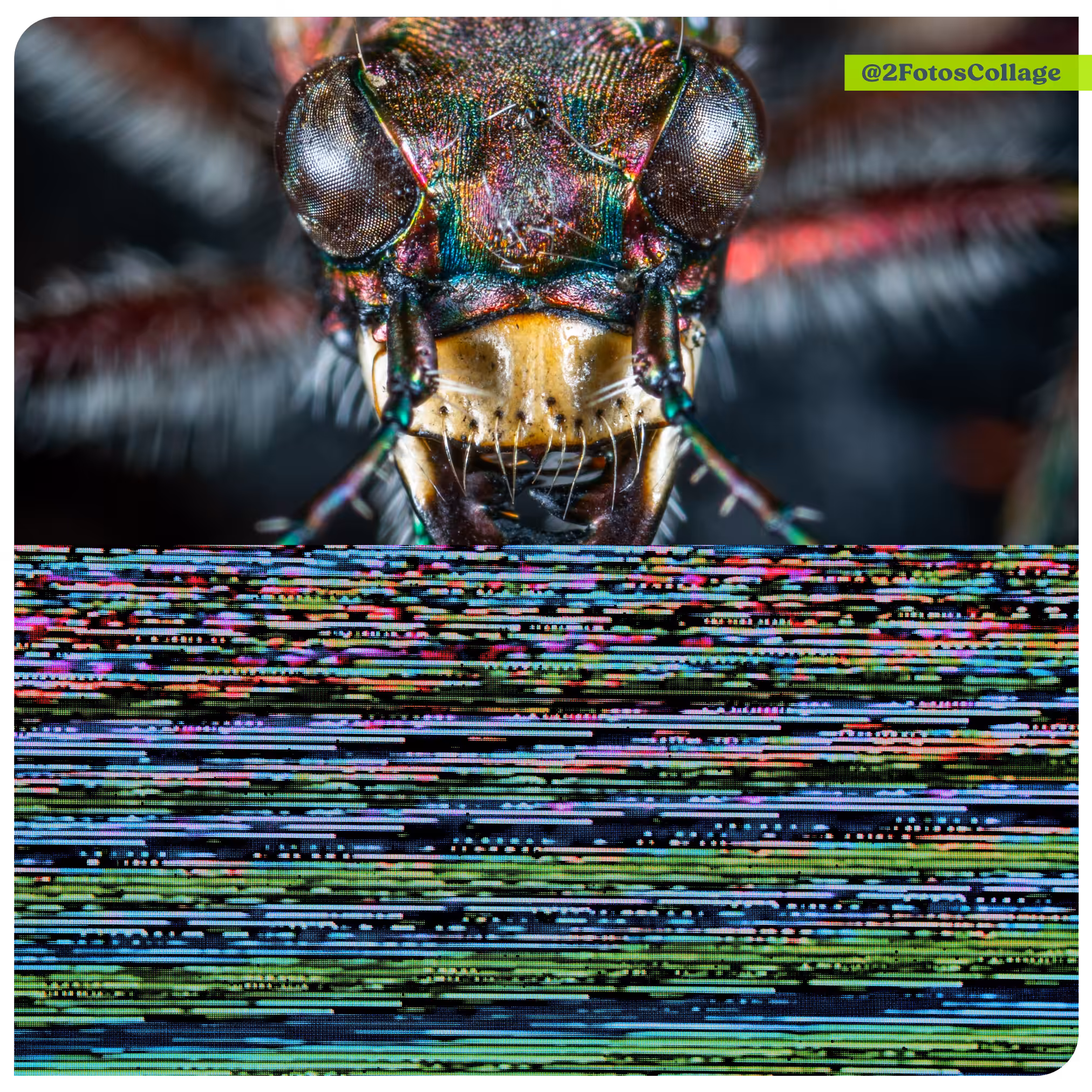 2FotosCollage BUG