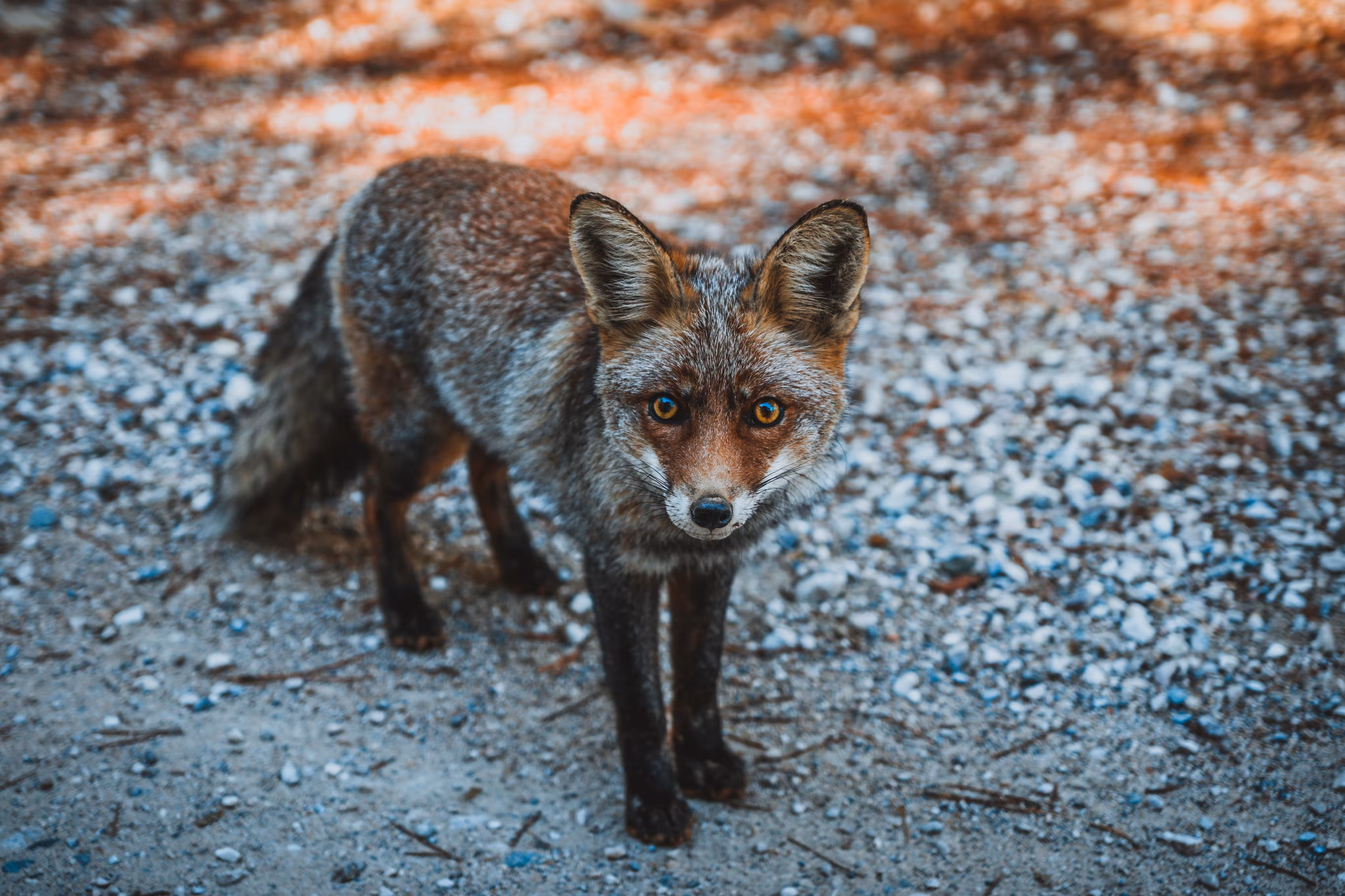 Foxiness
