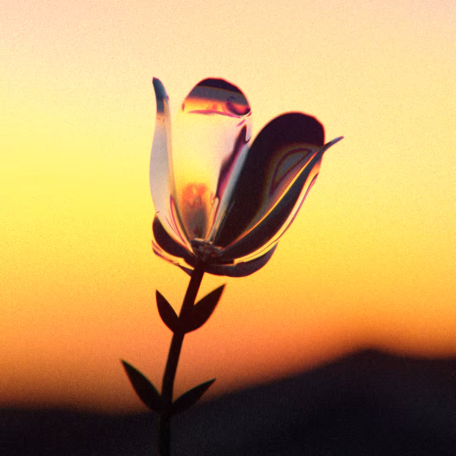 The Golden Poppy