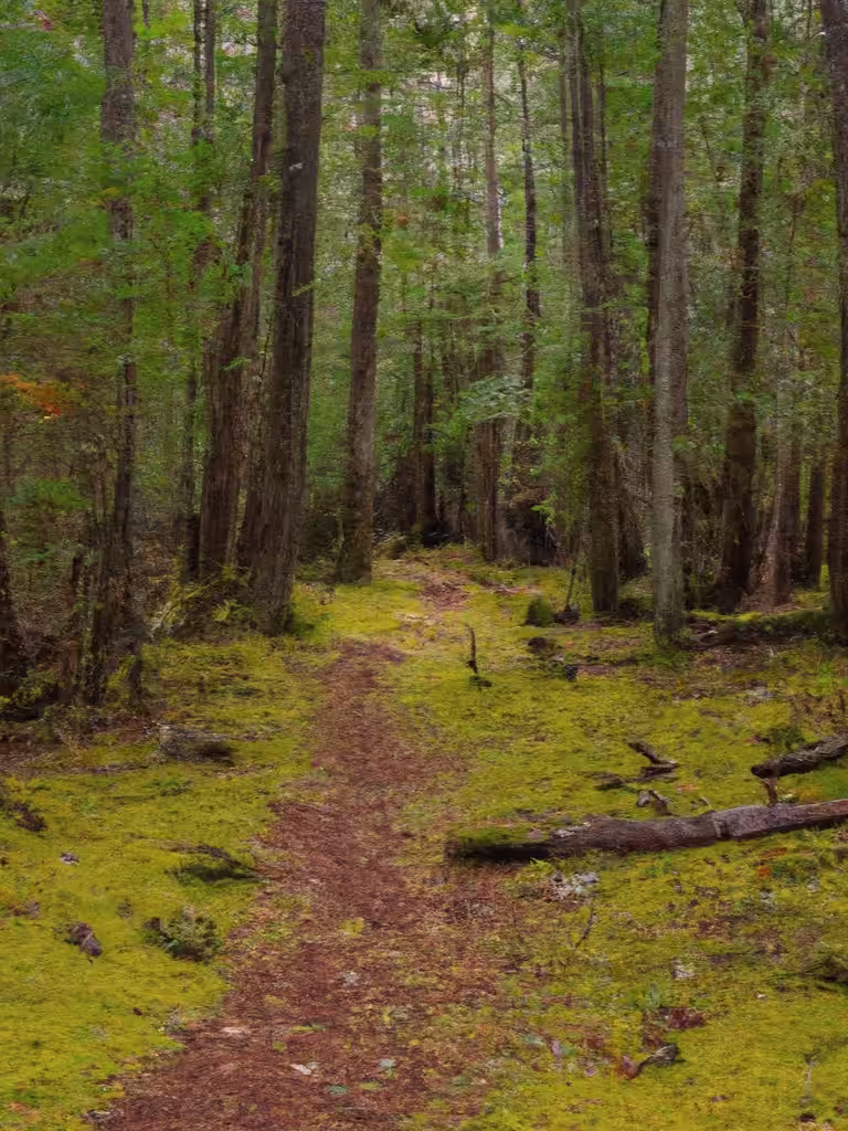 AI Photography: Mossy Forest Trail - Third Take