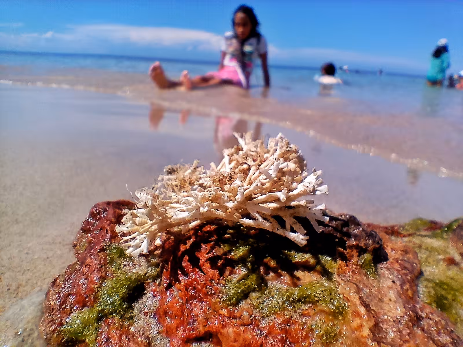 Sea ​​flowers