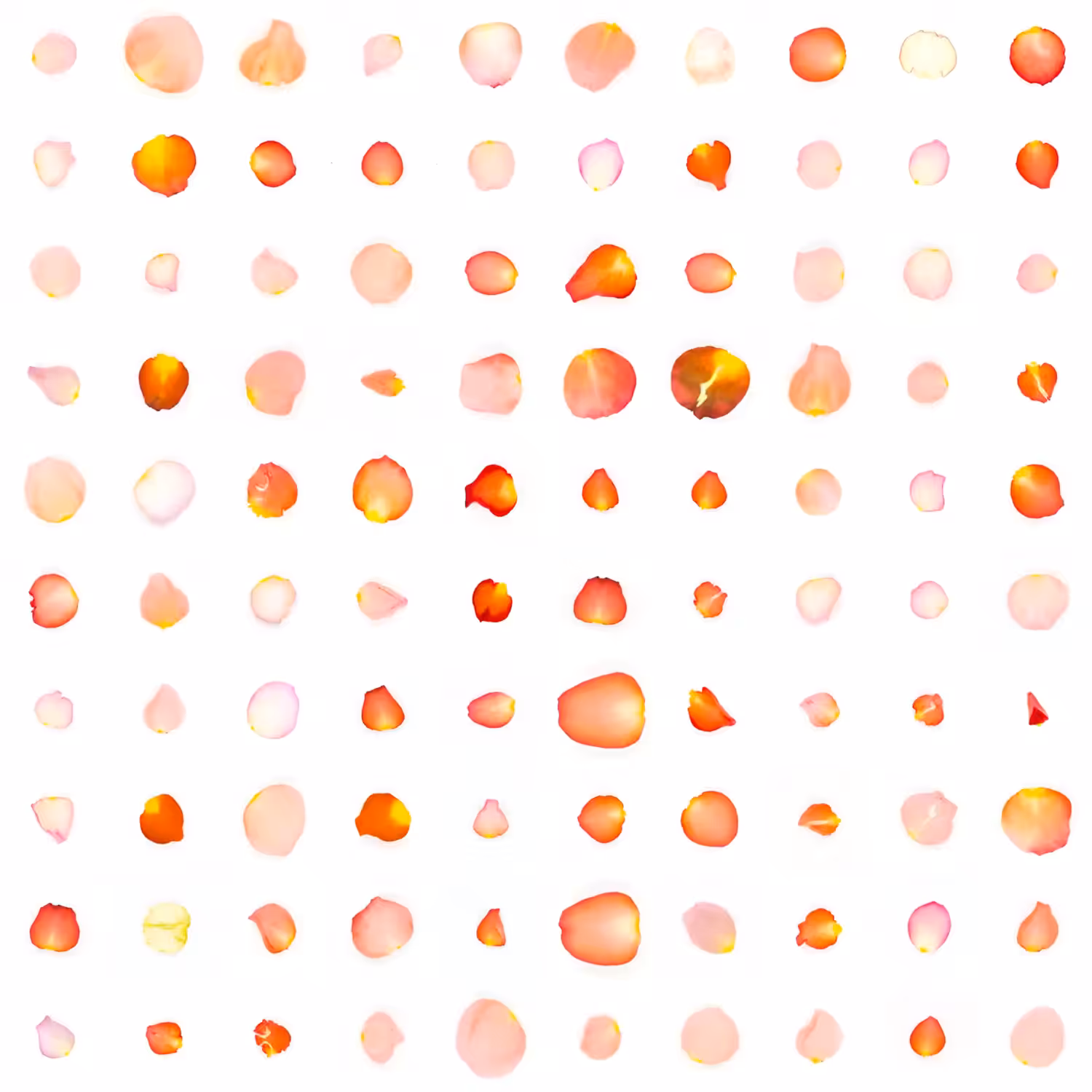 Infinite Petals 10x10#10171