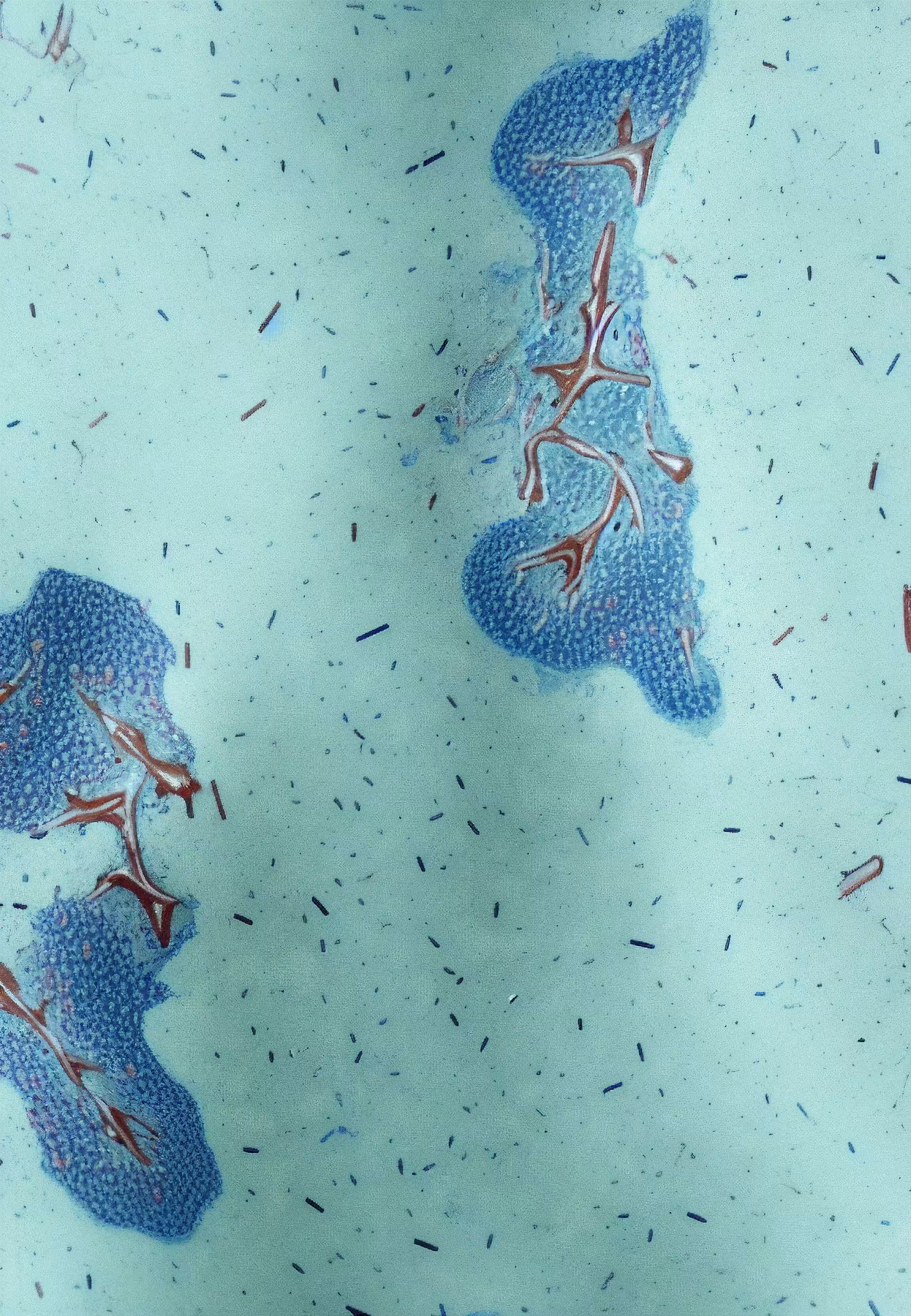 Histologia In Silico #148