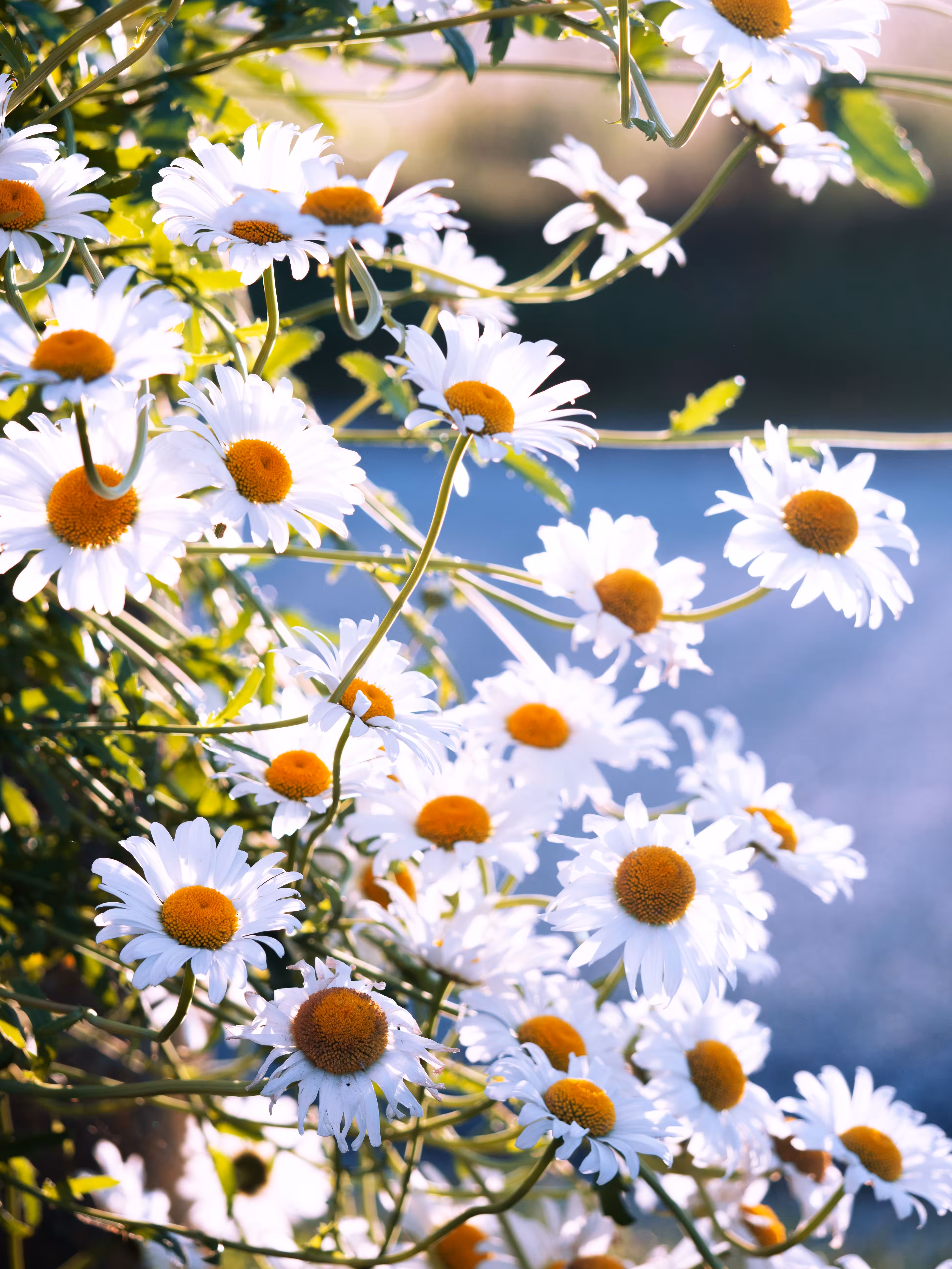 Neighbour Daisies 