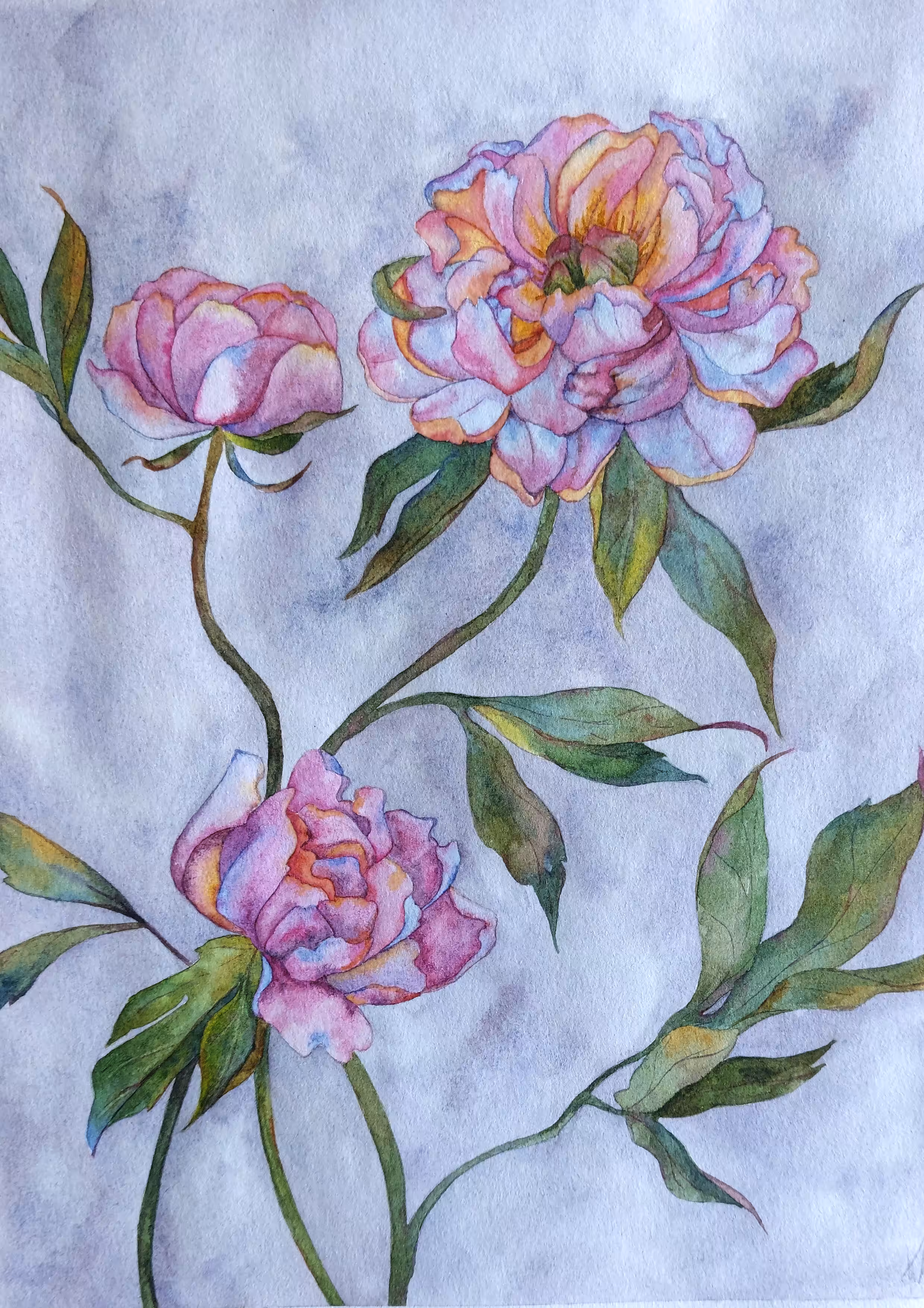 innocent peonies