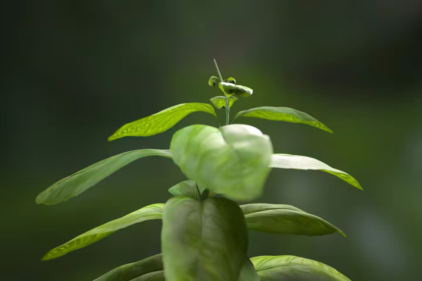 Infinite Growth