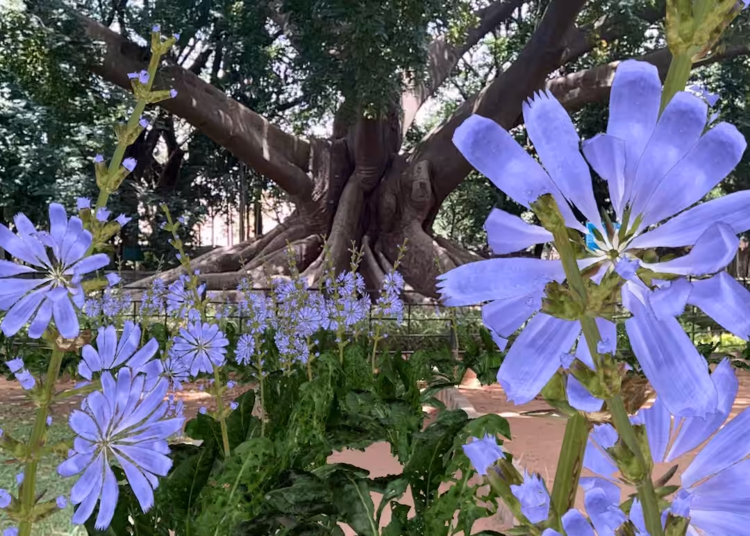 Blue Flower AR with the Silk-Cotton Tree of Lalbagh in Bengaluru, India