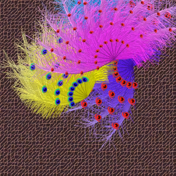 Oriental Peafowl Impression #14