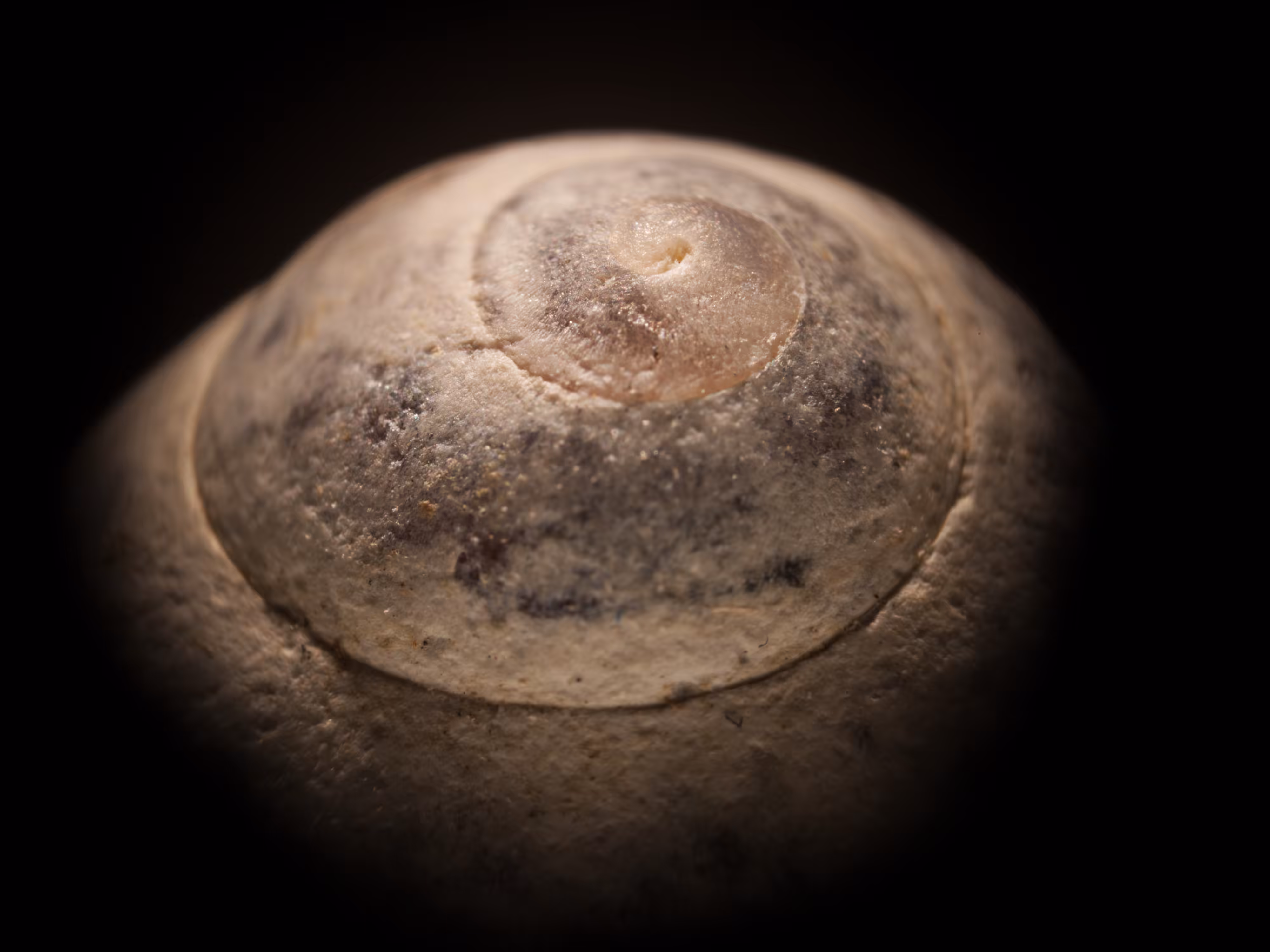 snail shell (2018) - ce