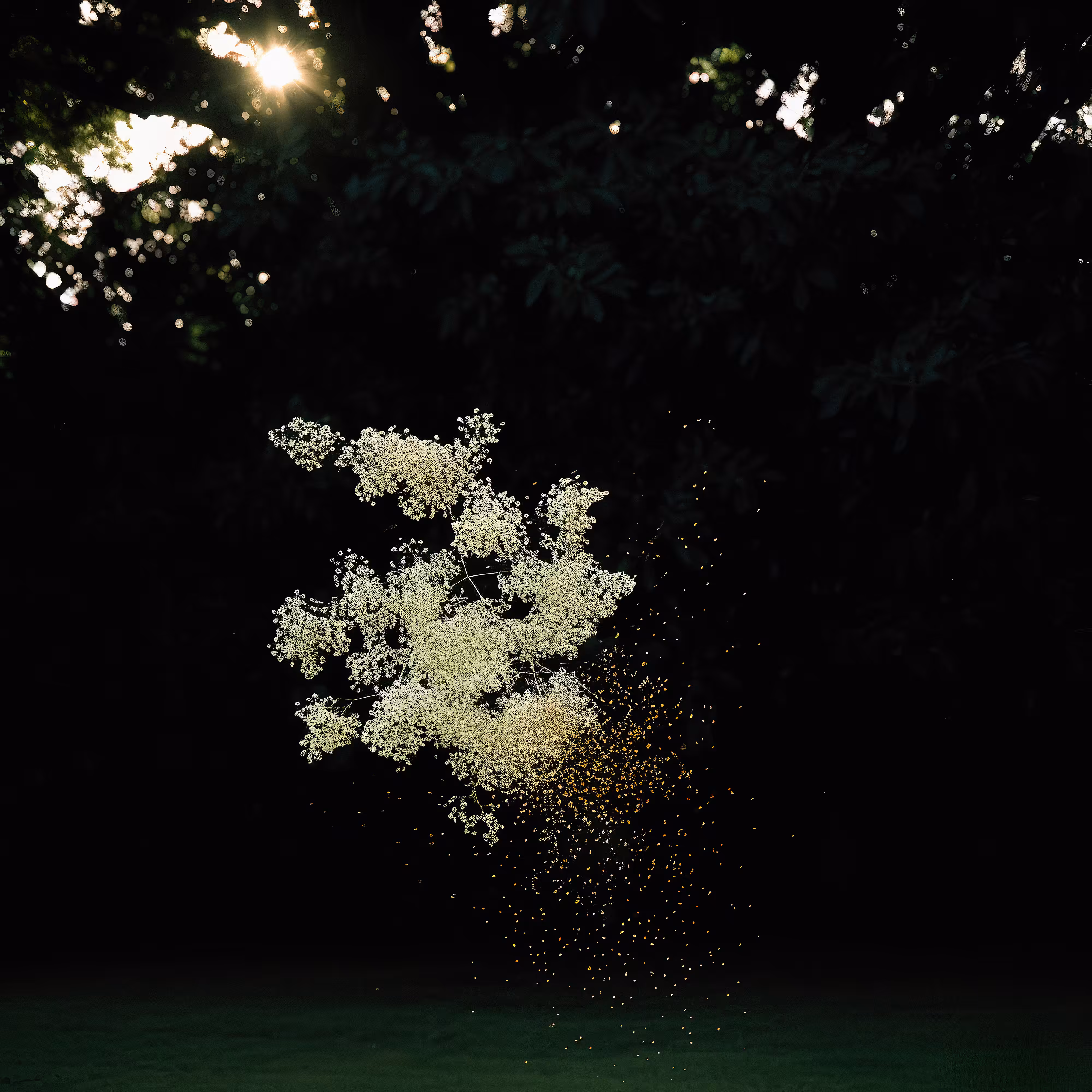 Elderflower Dust