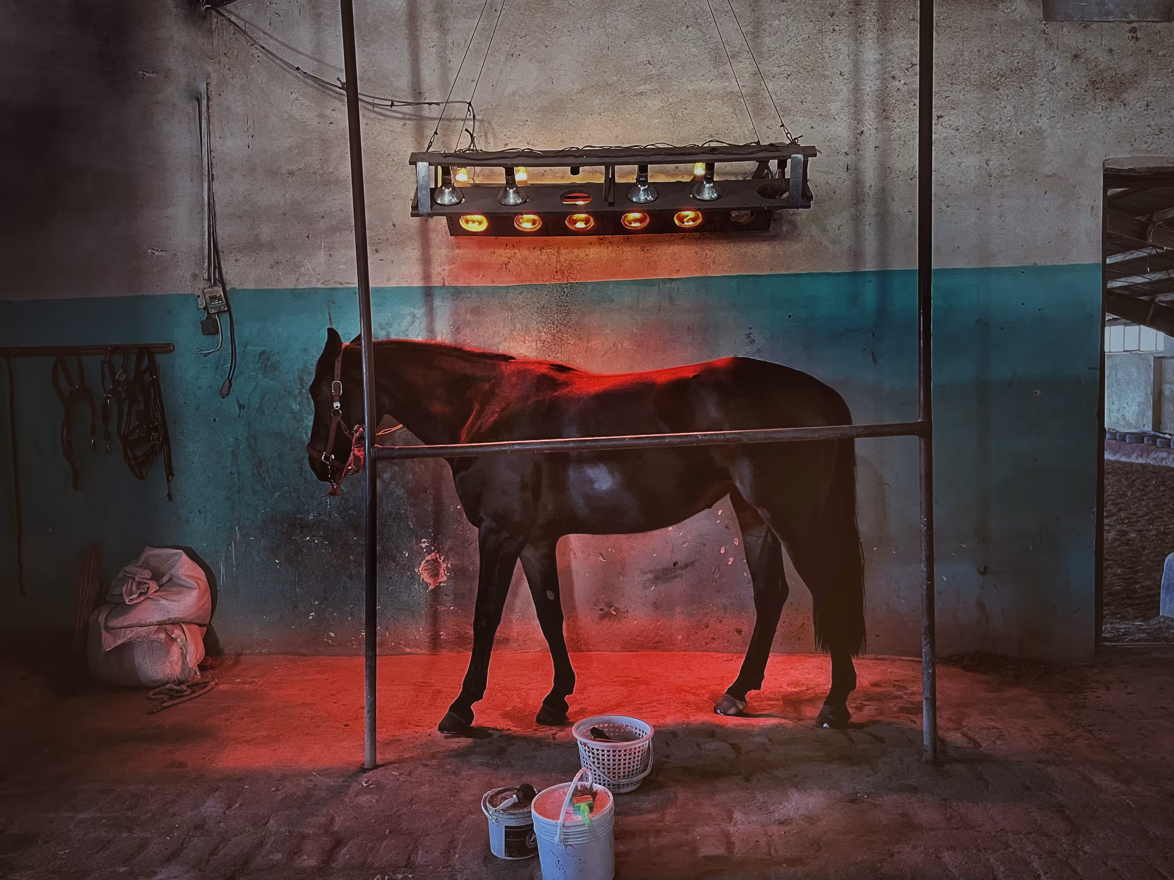 The horse stand on tiredness blood…