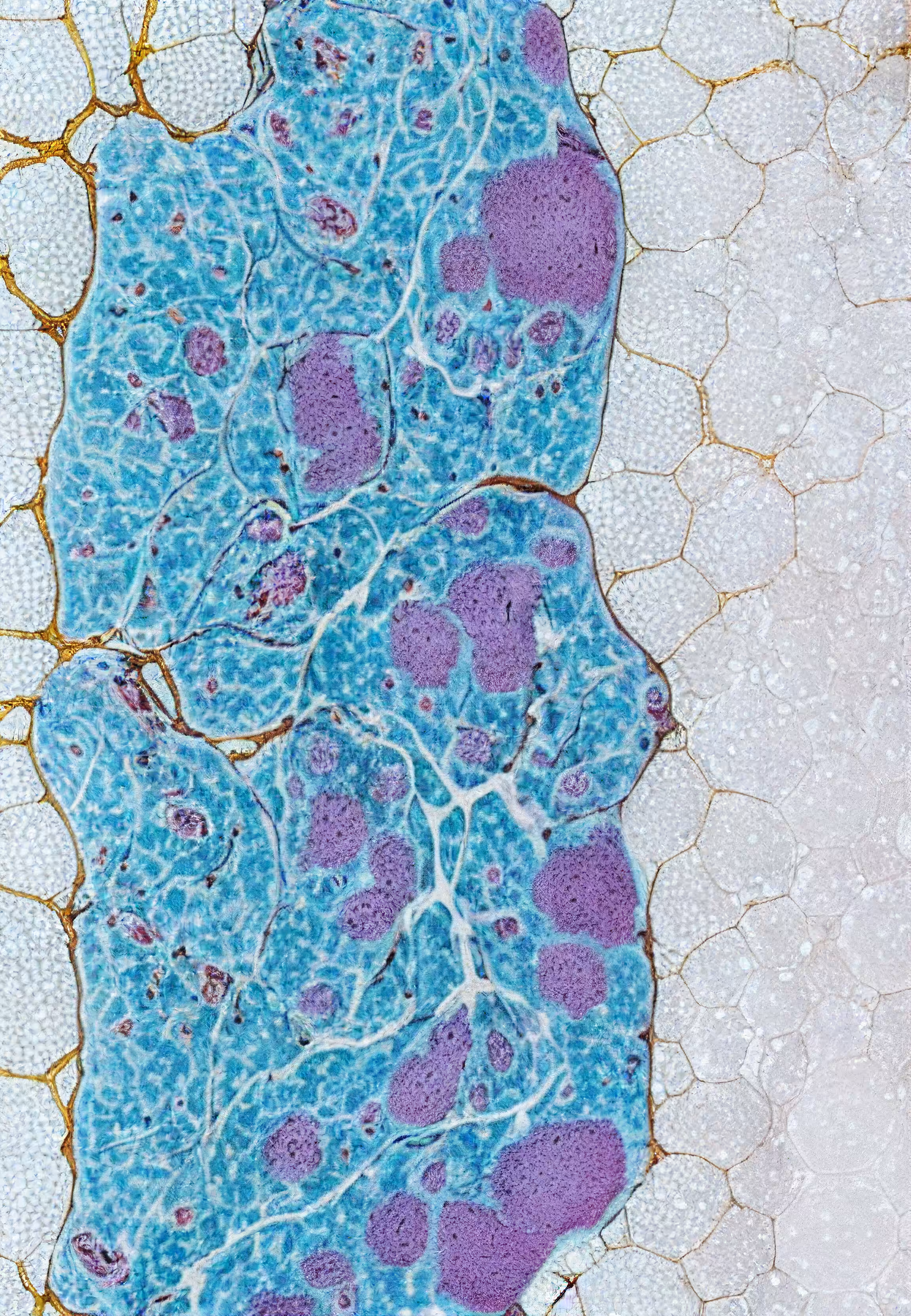 In Vivo, In Vitro, In Silico: Histologia In Silico #90