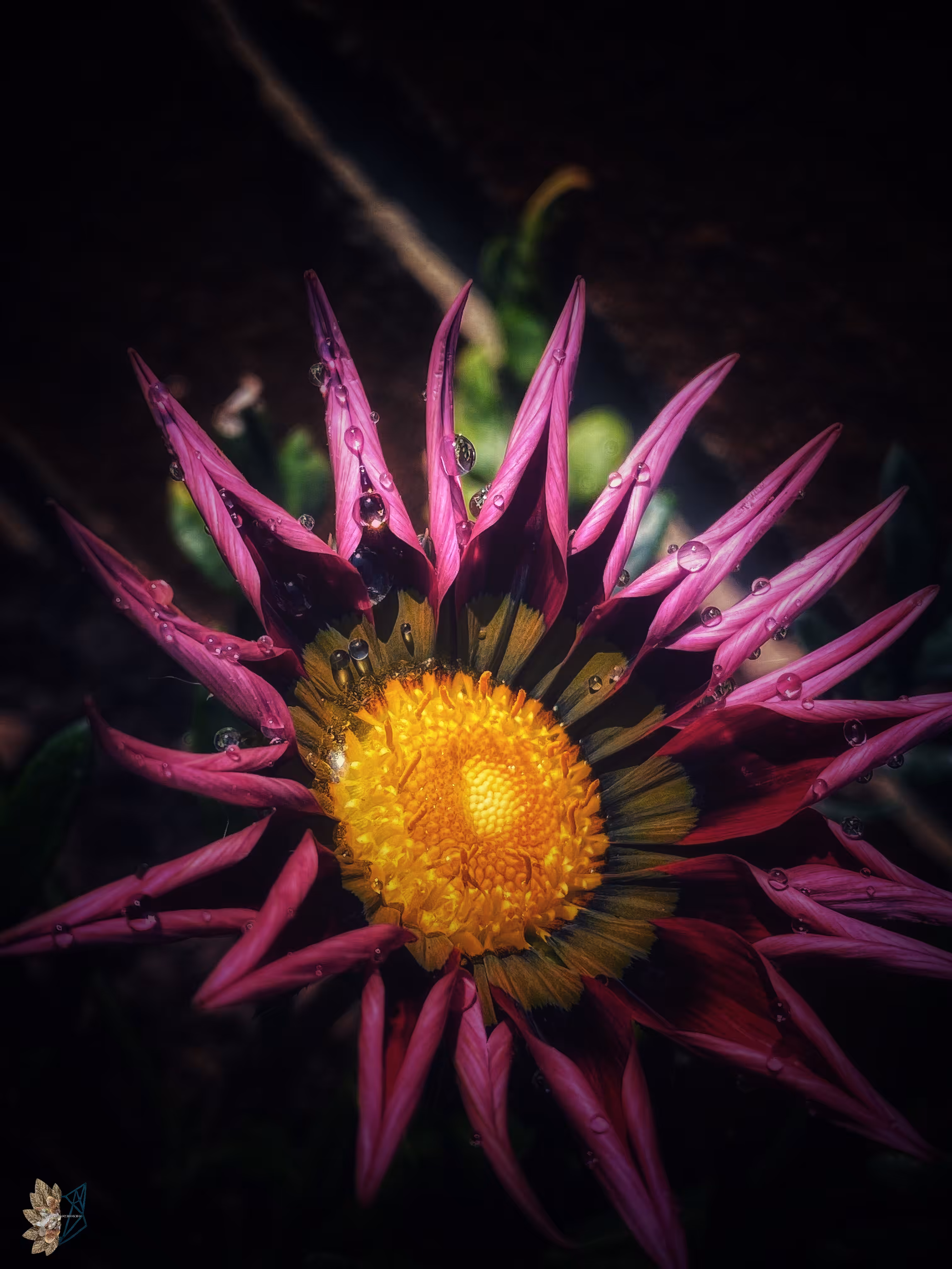 A Drop of Magenta
