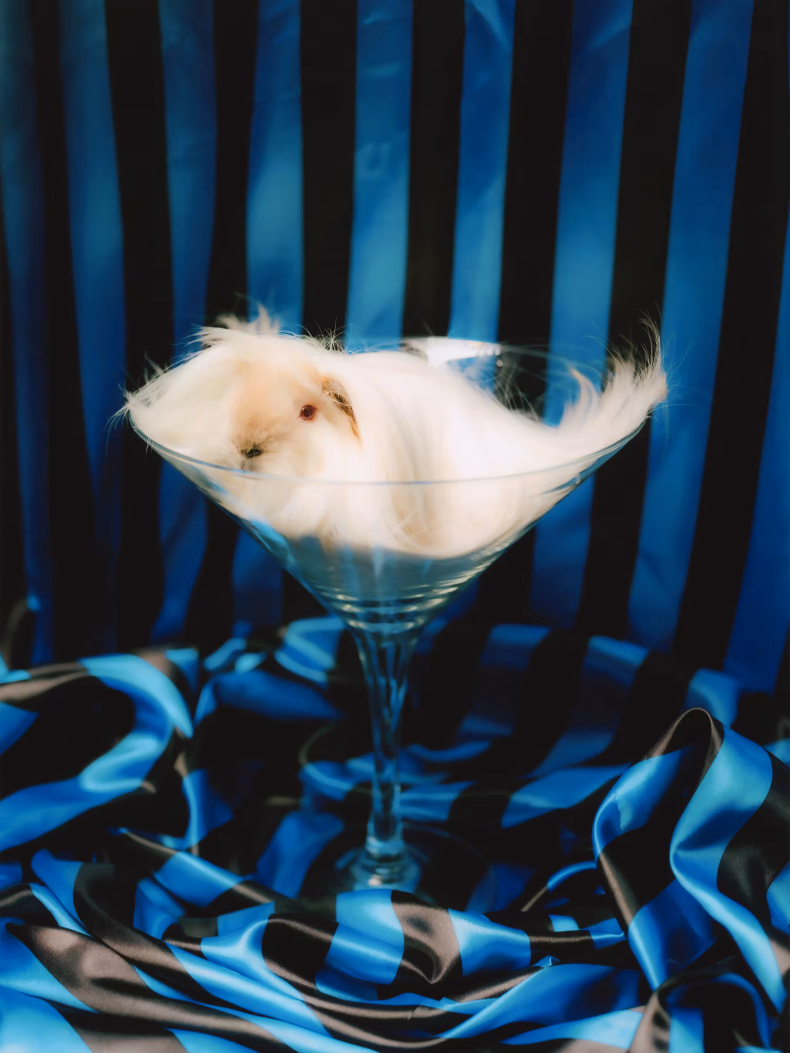 Gin Tonic — Guinea Pig ④