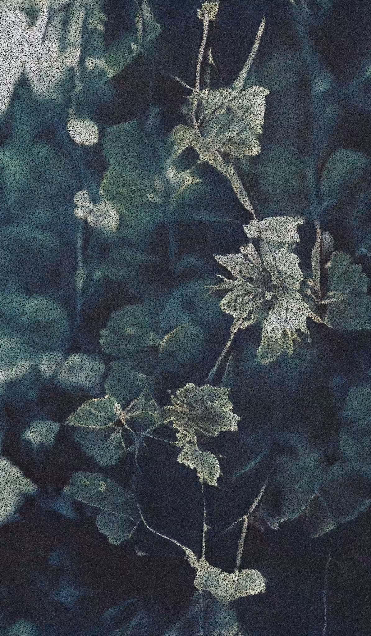 APPARATUS-VITIS: Apparatus Vitis #62