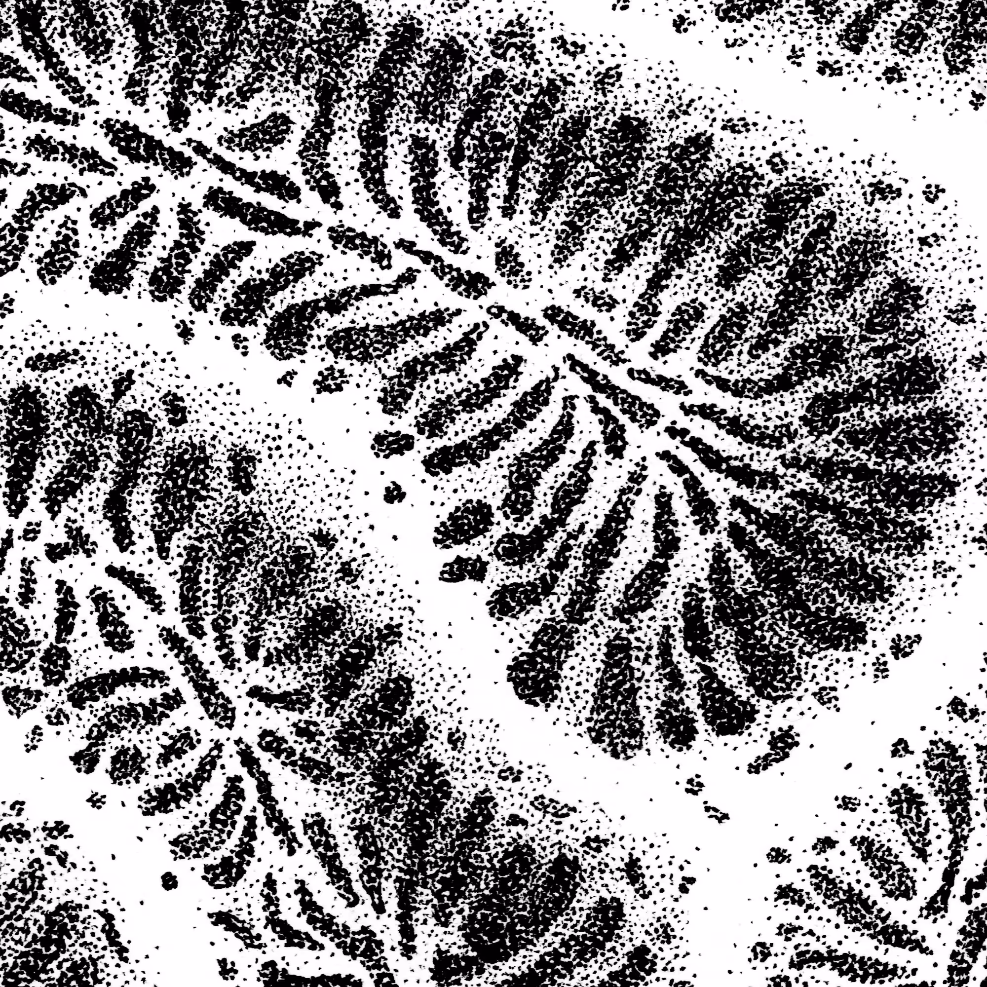Coral, fig. 4