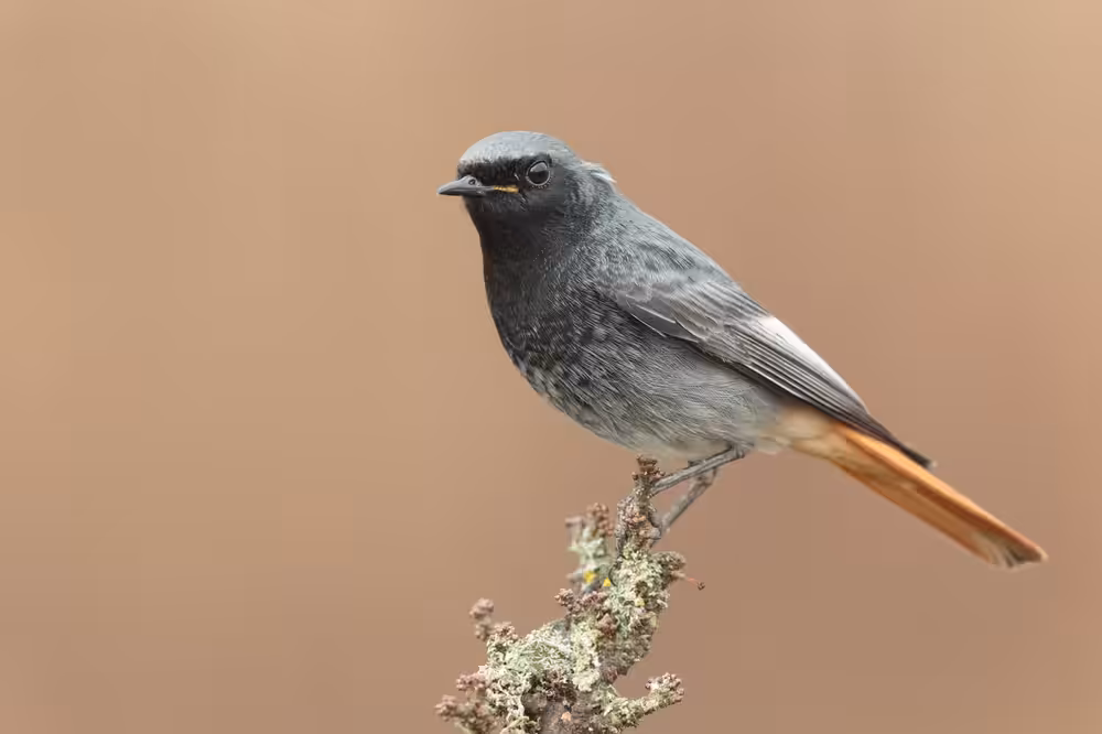 Black Redstart Male
