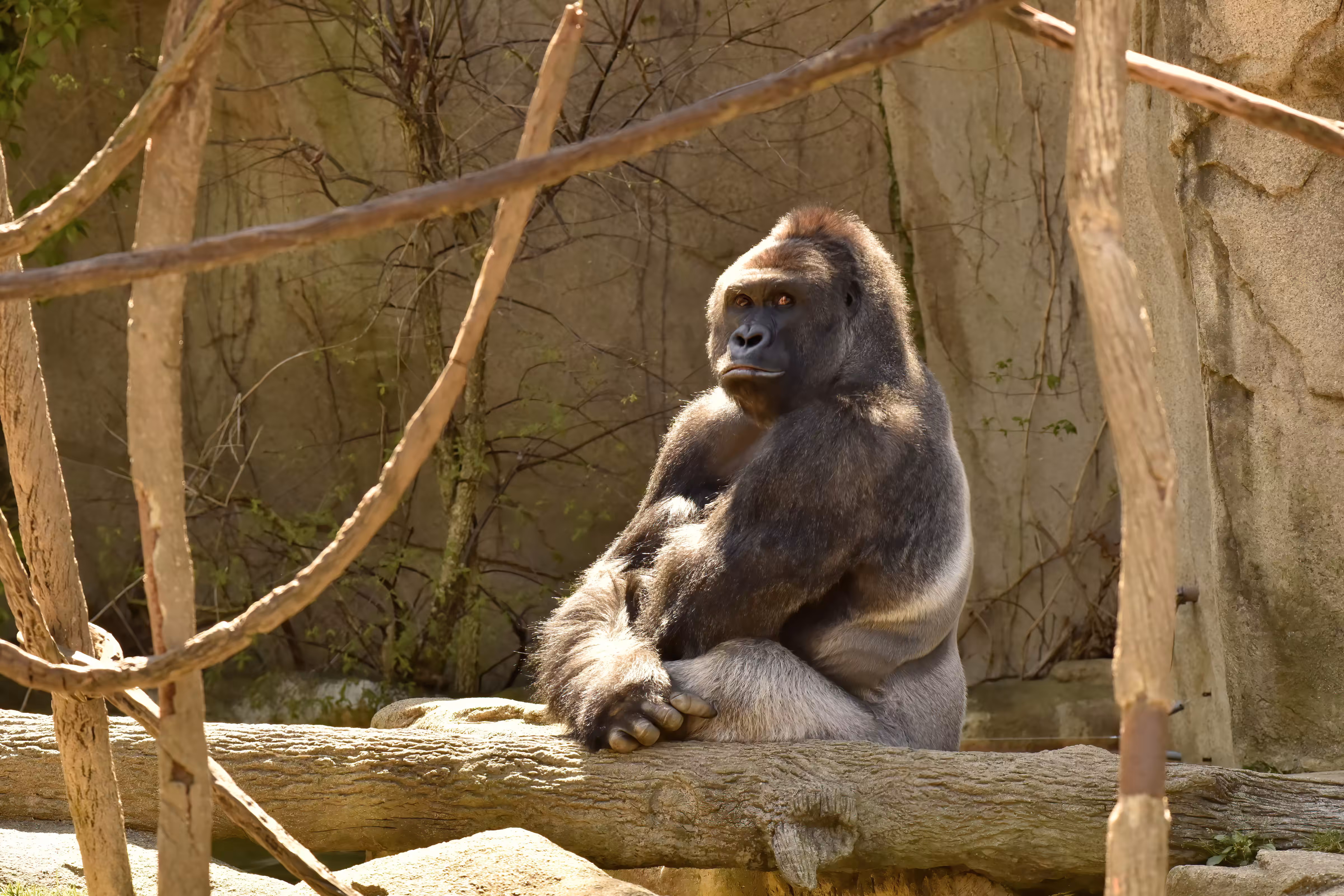 LEGENDS: HARAMBE: LEGENDS #638