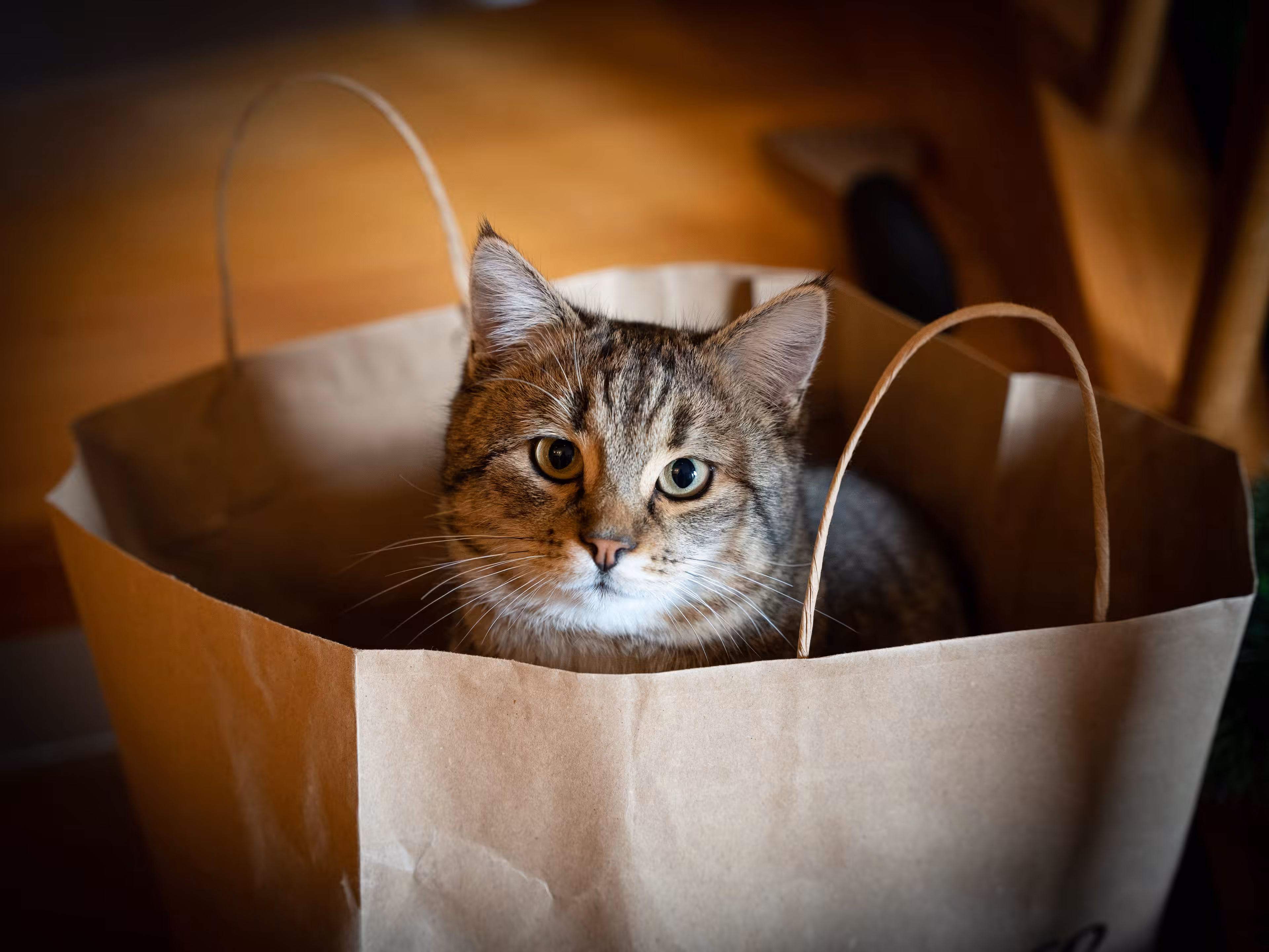 if i fits i sits