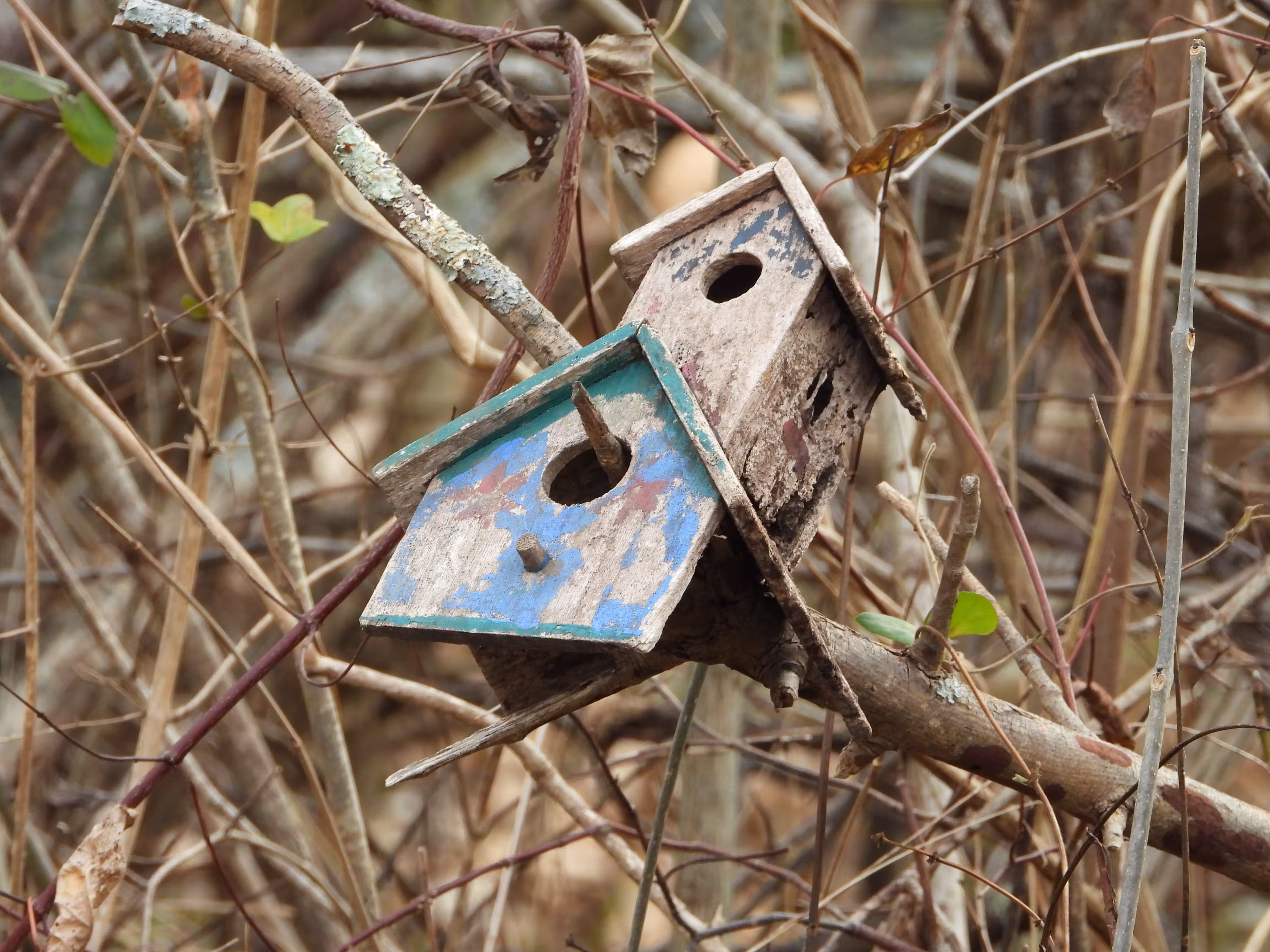 Abandoned Birdhouse