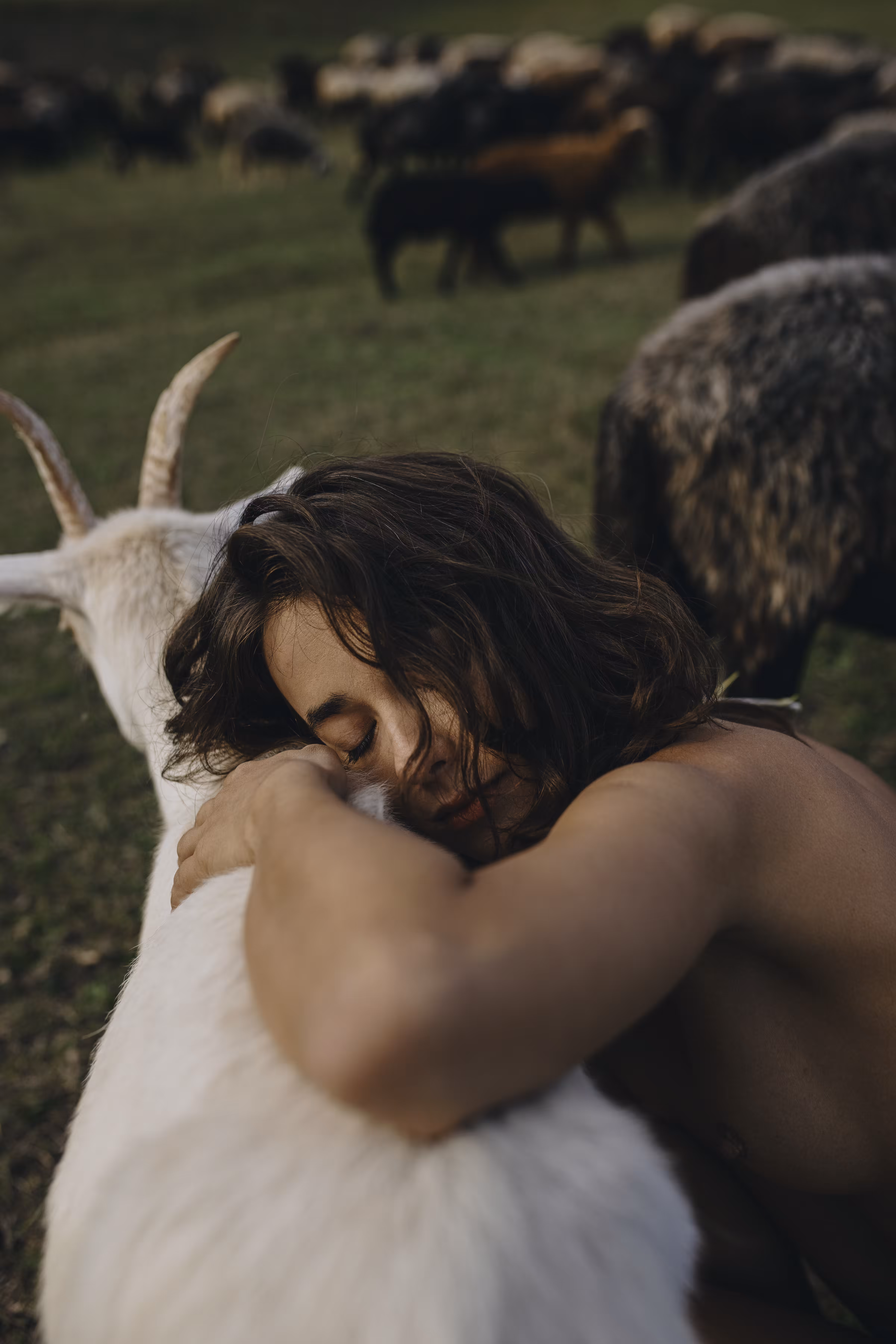 Sheepland #7