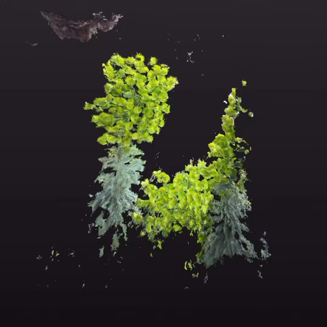 Euphorbia