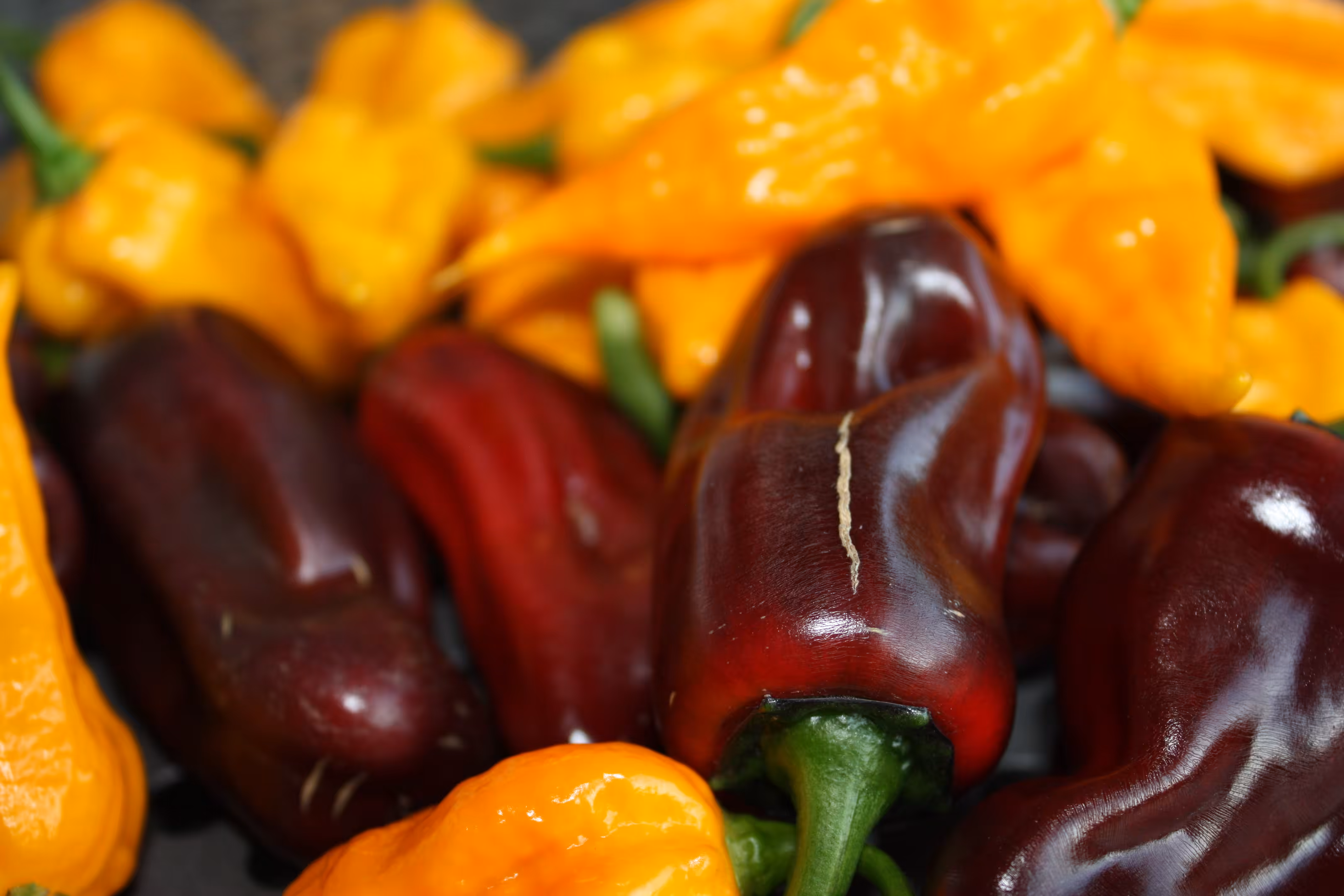 Swiss CHili
