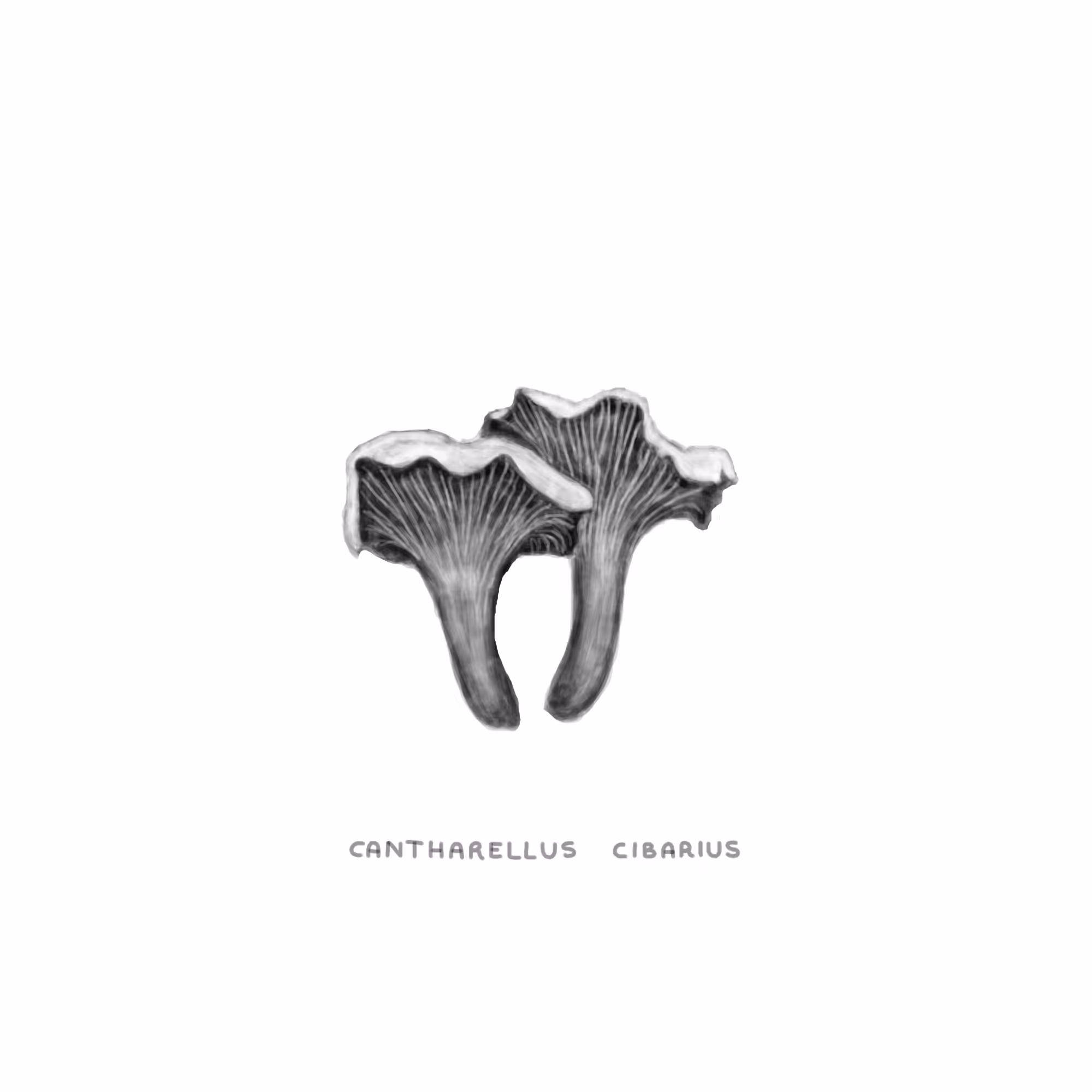 #22 CHEF - Cantharellus Cibarius