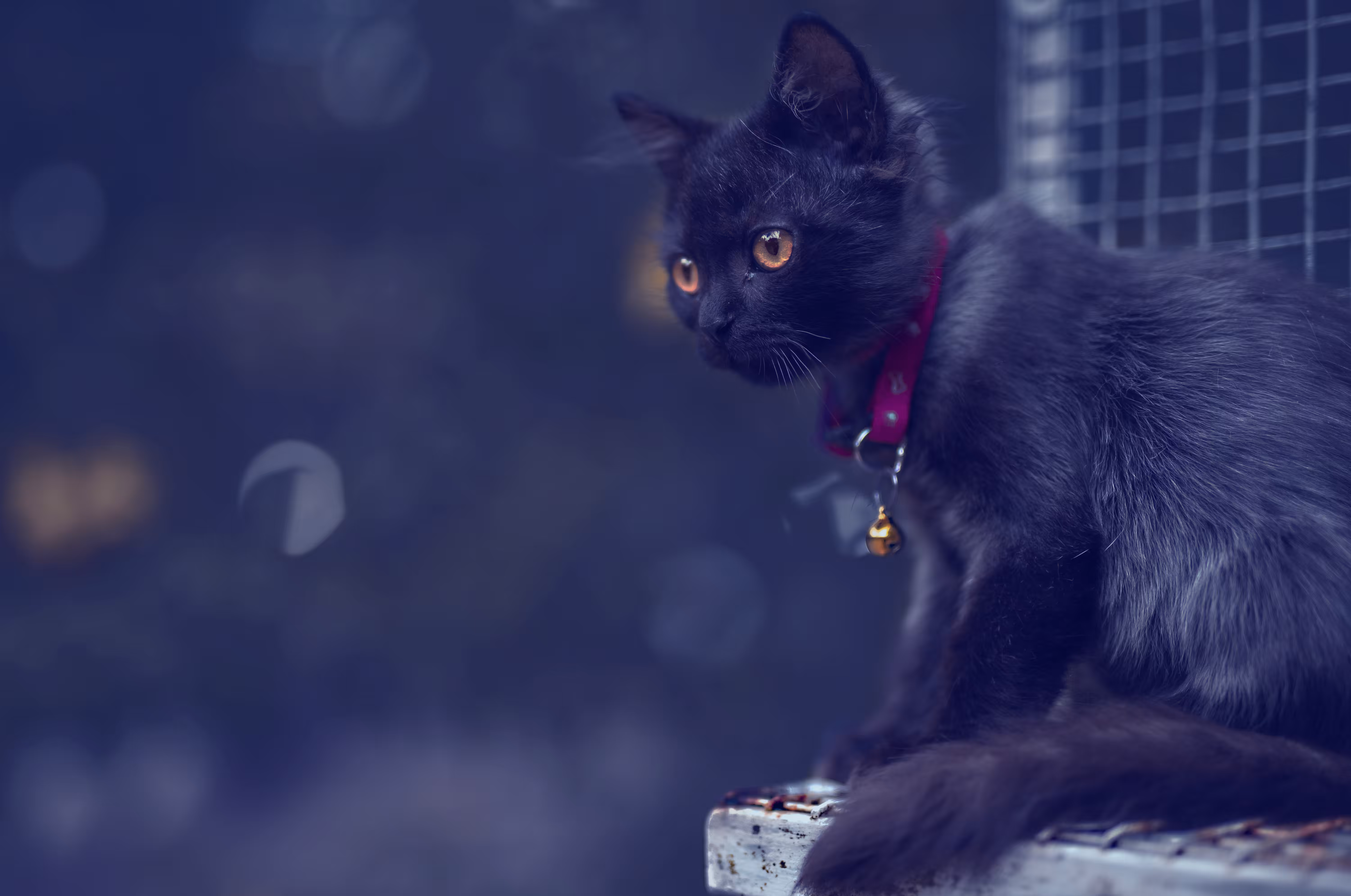 Mr. Blackie