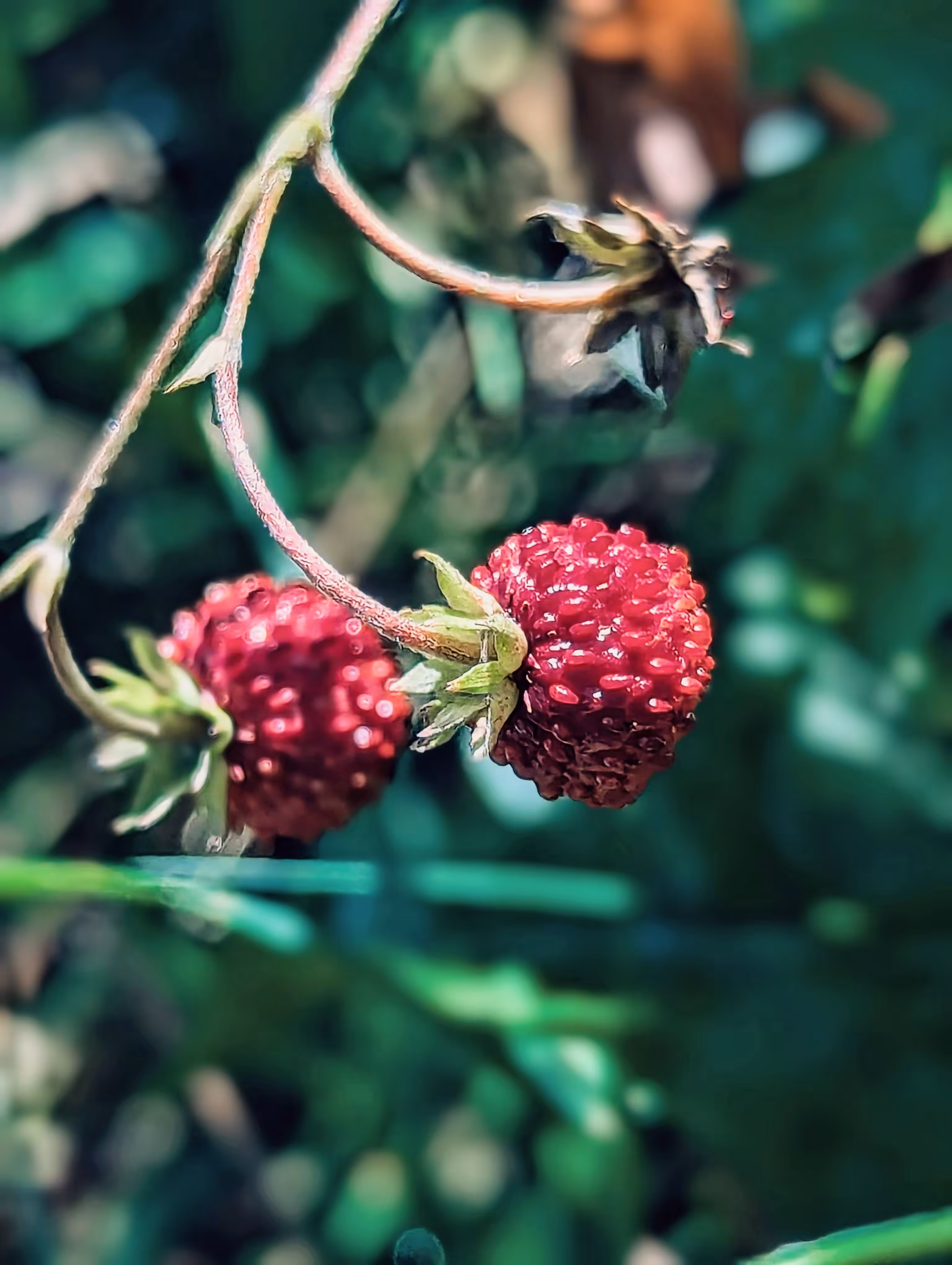 Luke_0x1 Photography : I'm a wild one