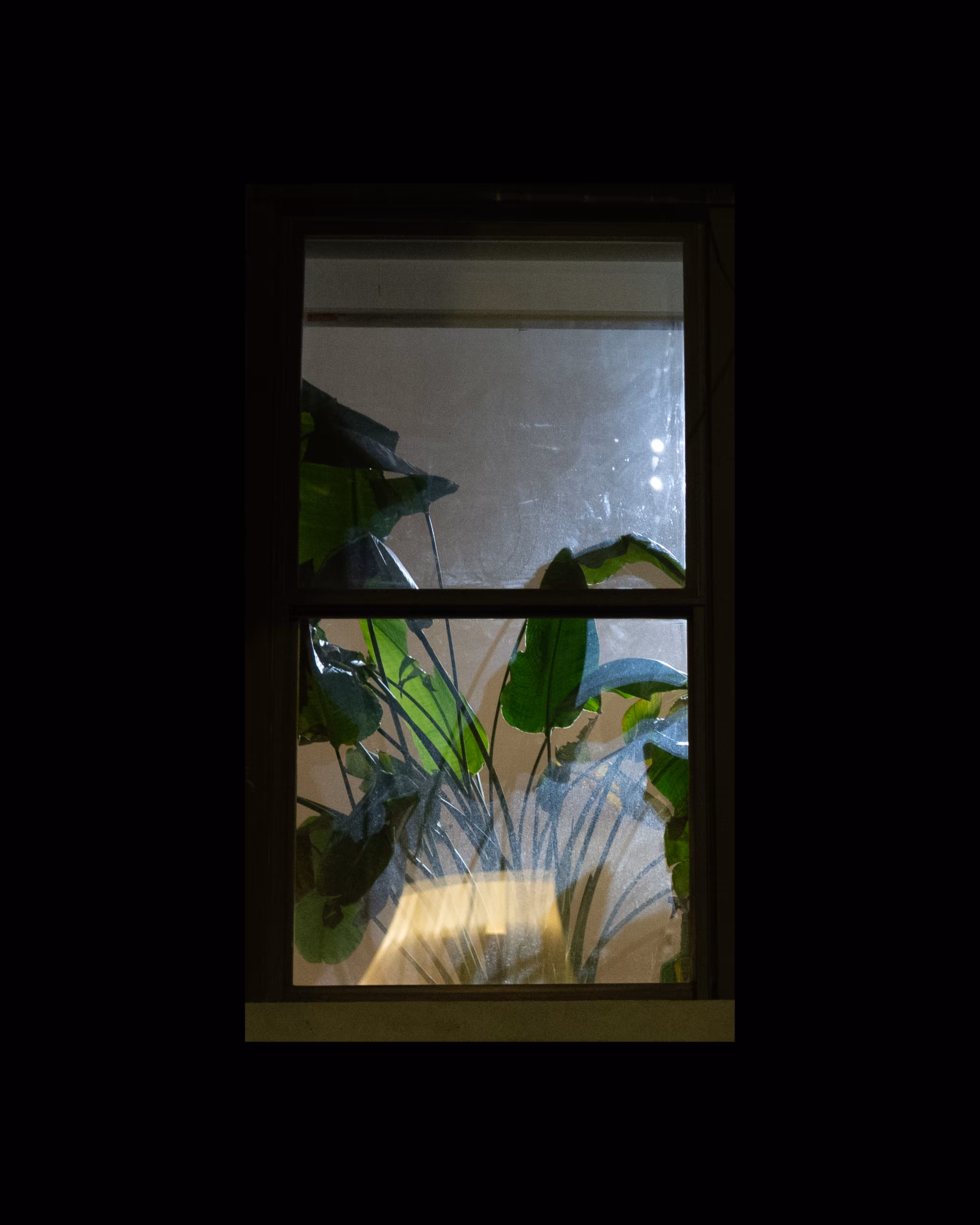 WINDOW 257