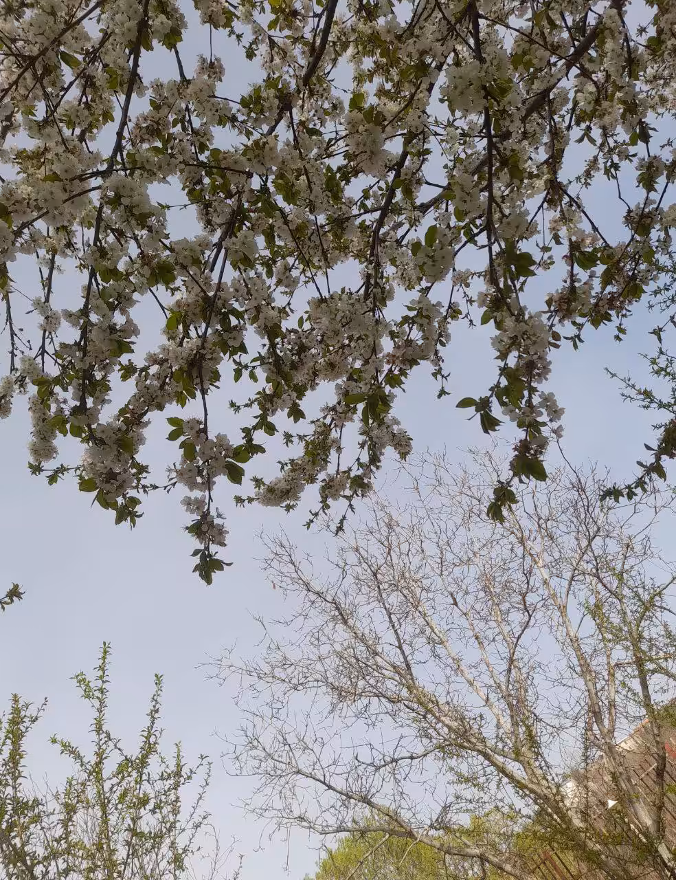 the blossoms