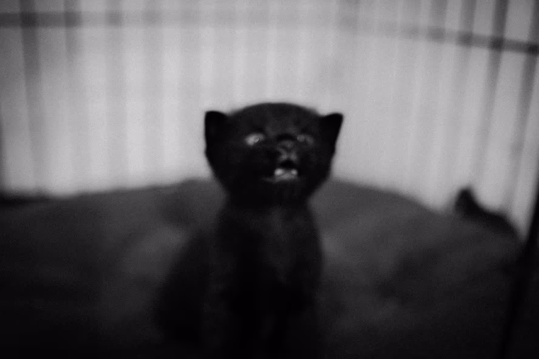 Mystic cat