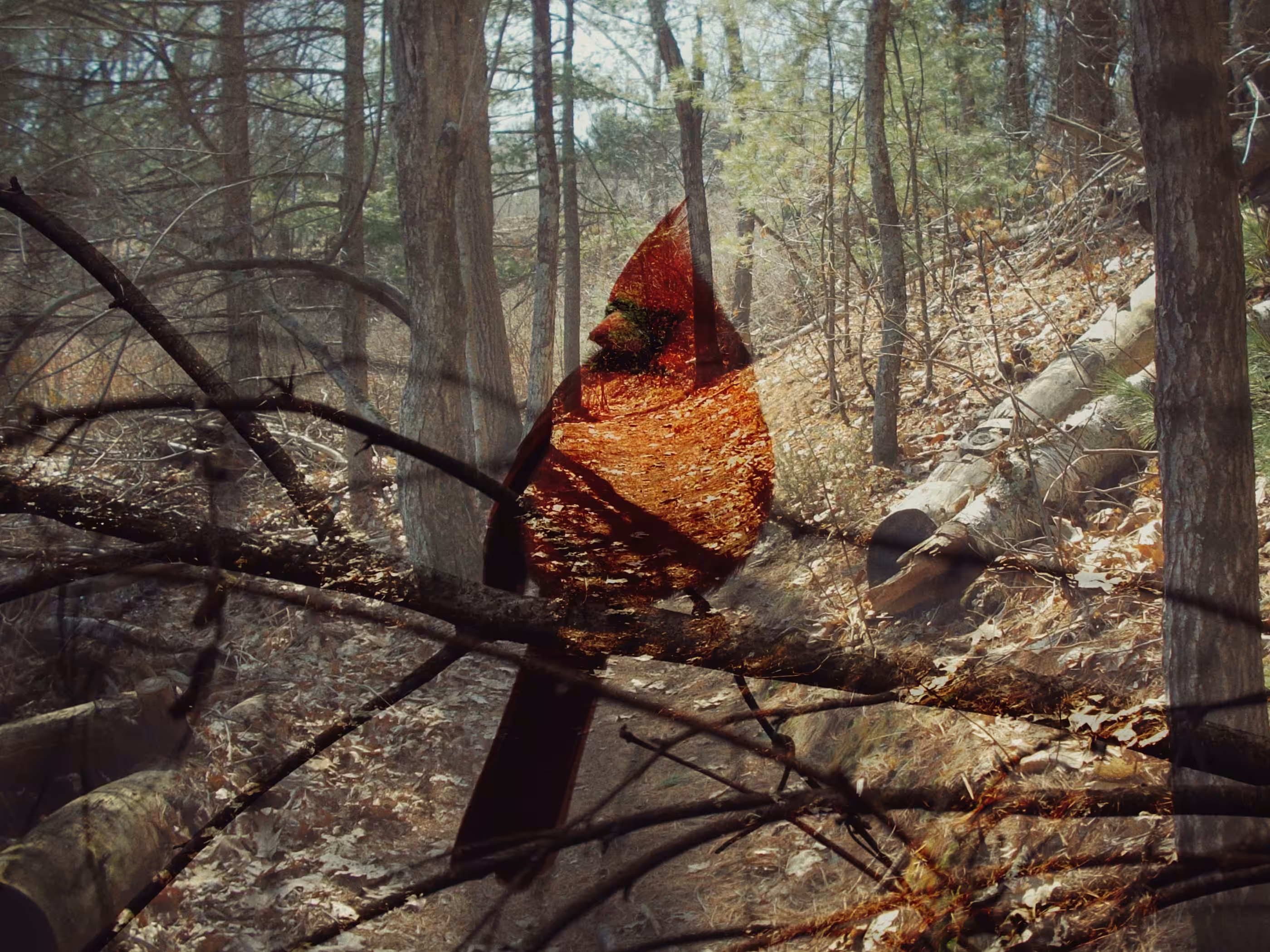 Heart of the Woods