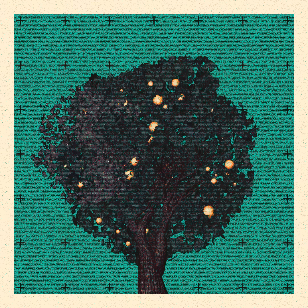 _argania[primaria] #263
