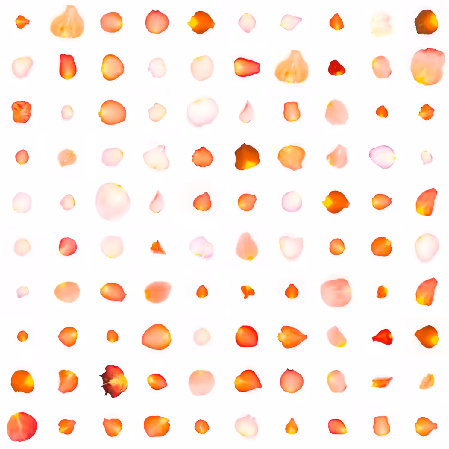 Infinite Petals 10x10#10156