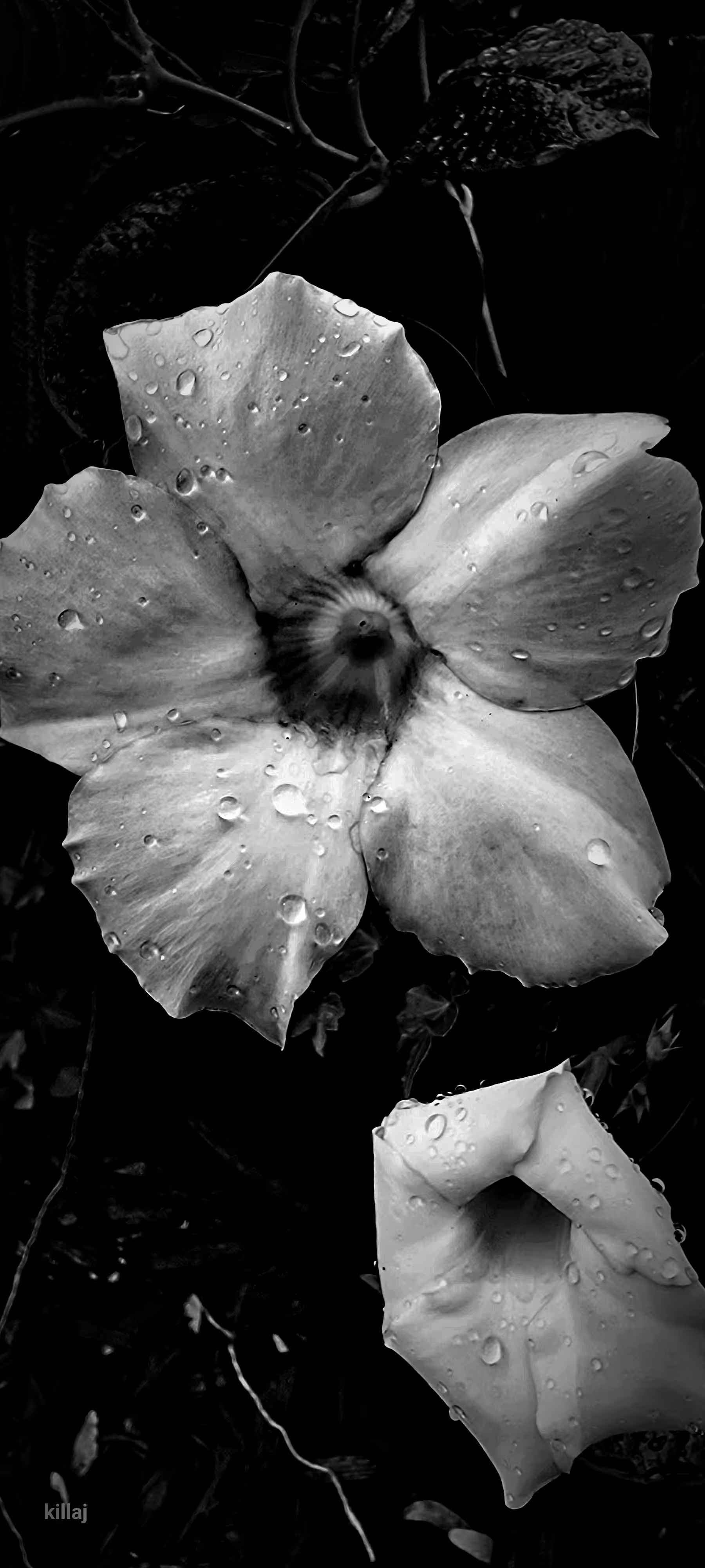 killaj photography art 
