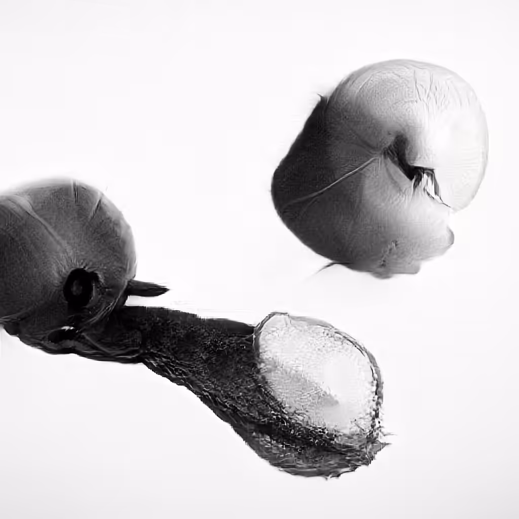 The Non-Human Artwork Project #334