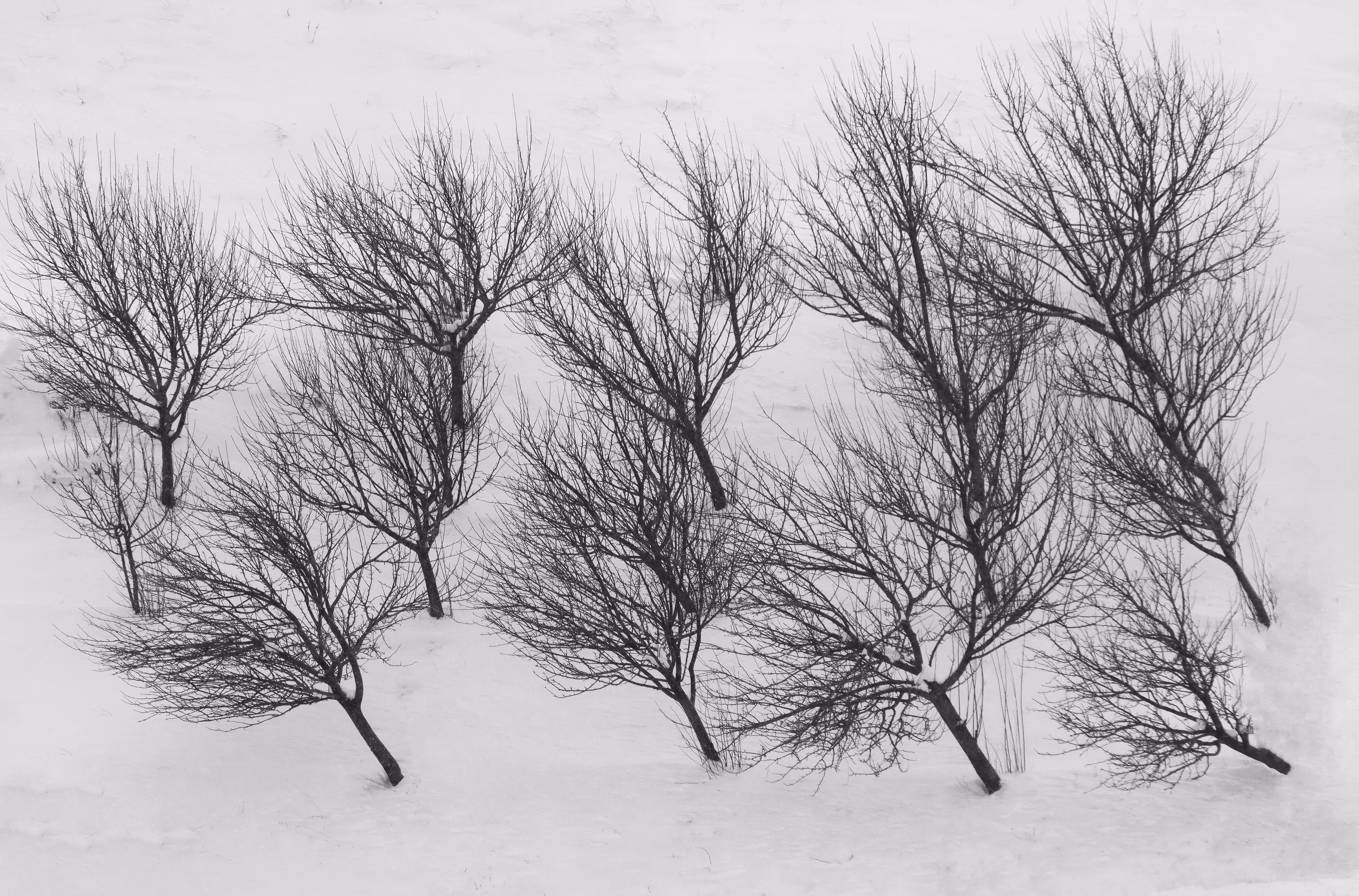 Broken in the wind
