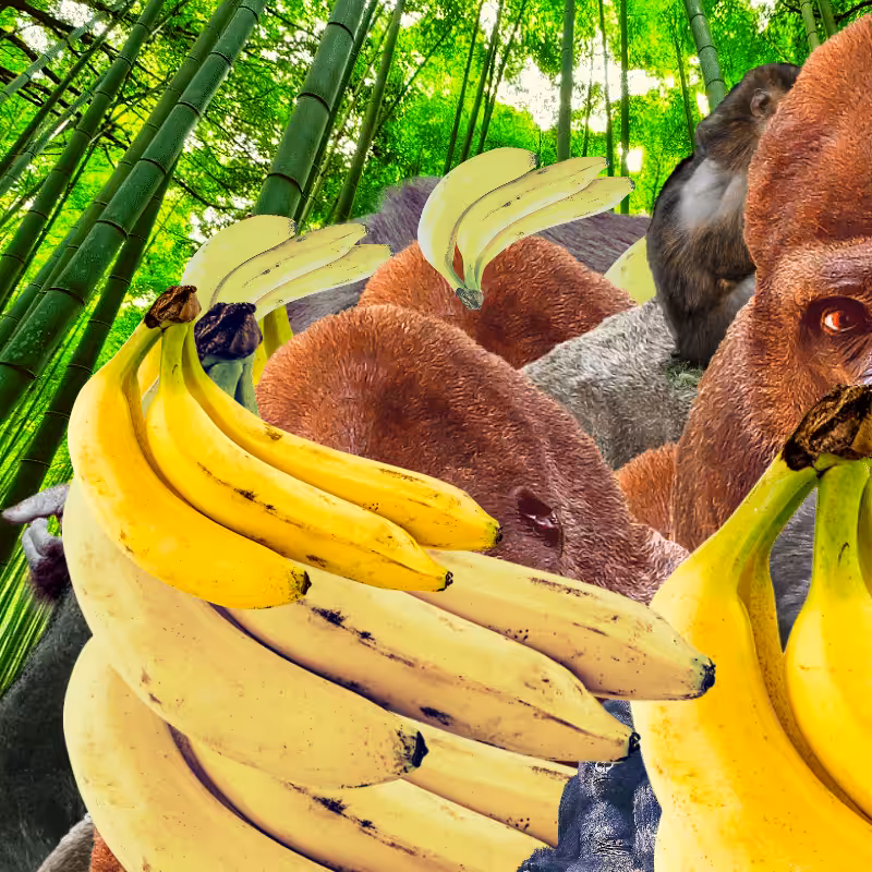 Banana #1 #22