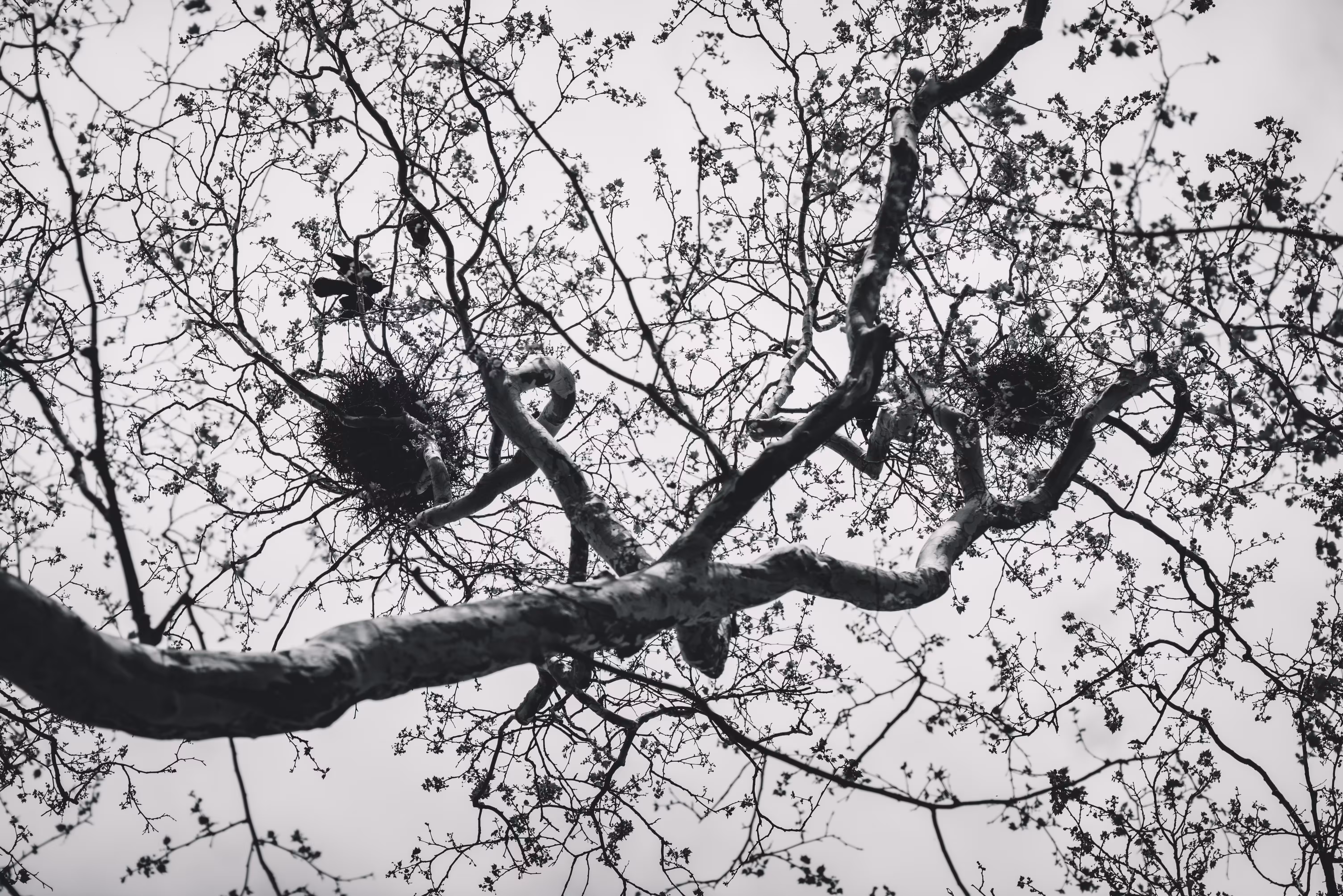 NESTS