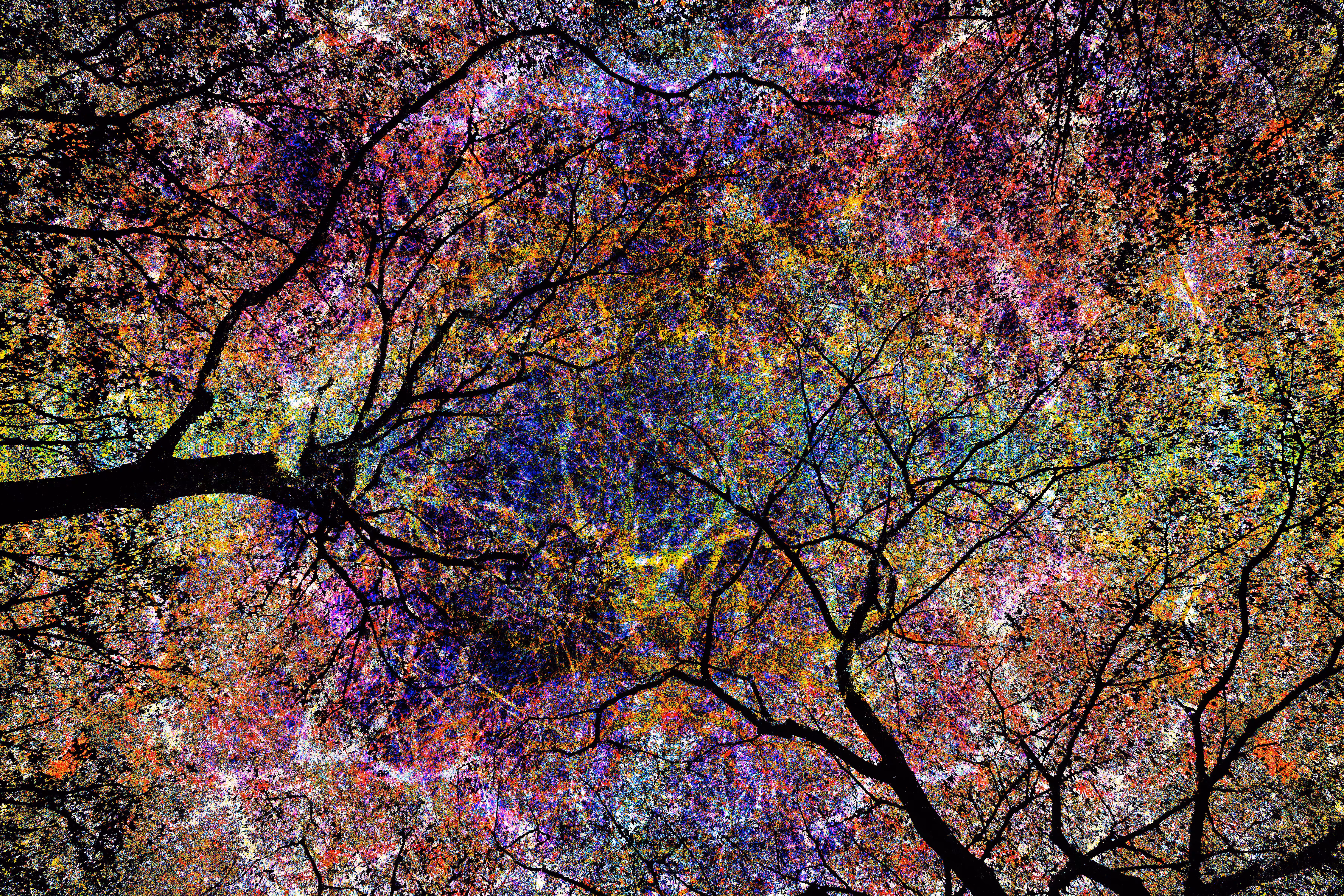 Dendrites of Synesthesia