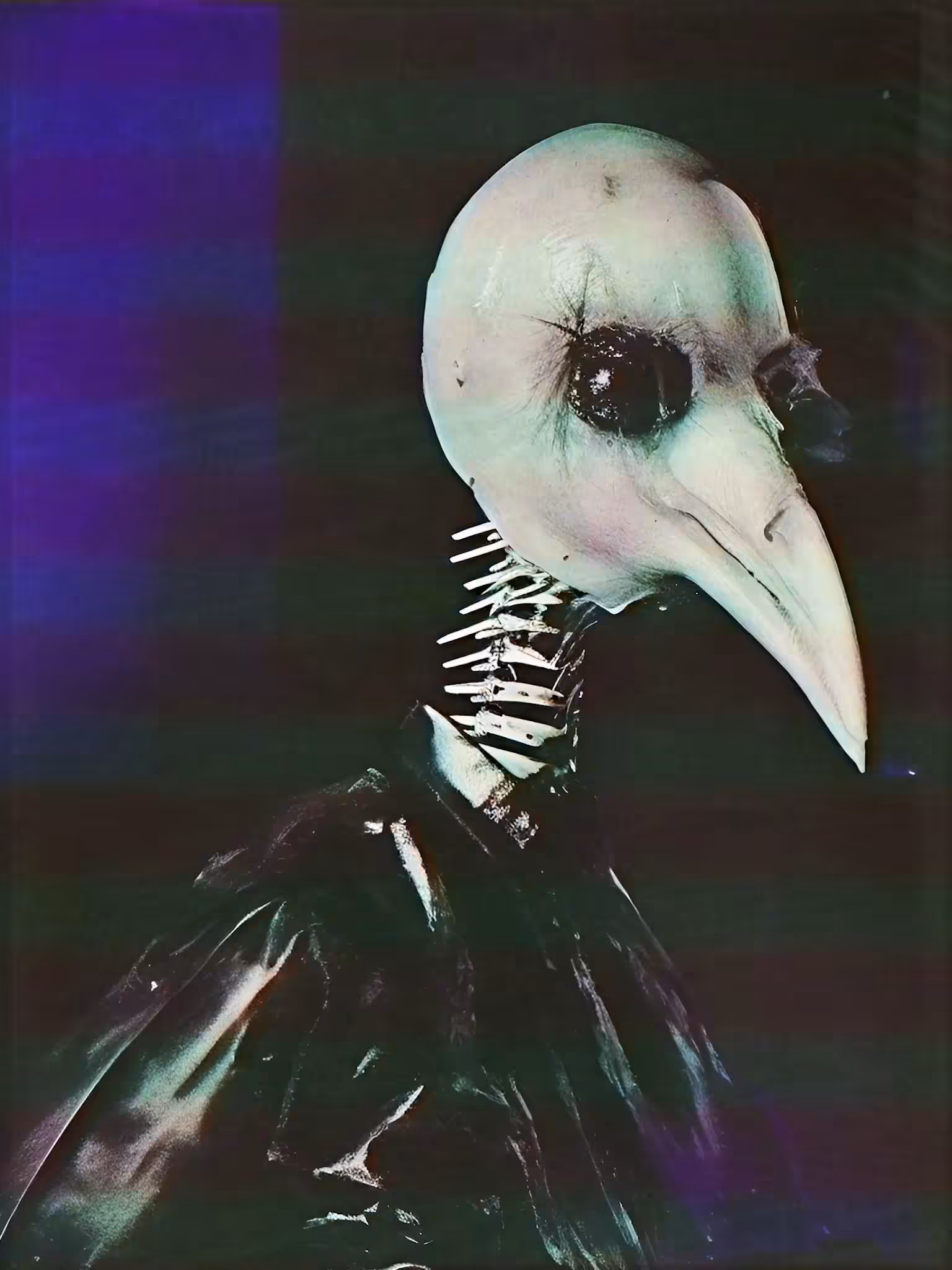 Katie Morris - Avian Gaze V2