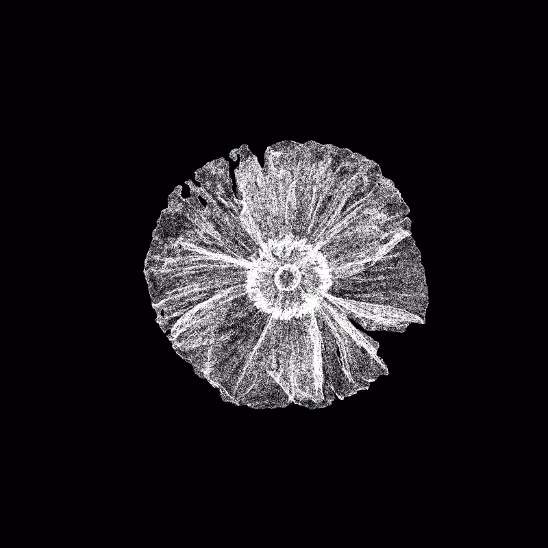 White Poppy 30 #281