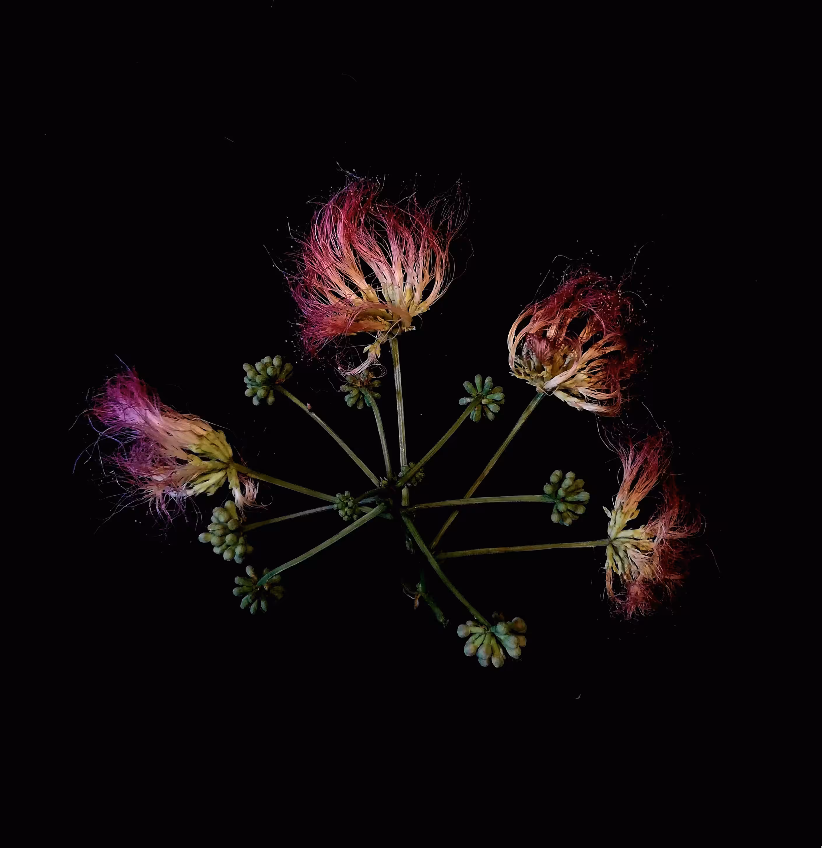 Plants