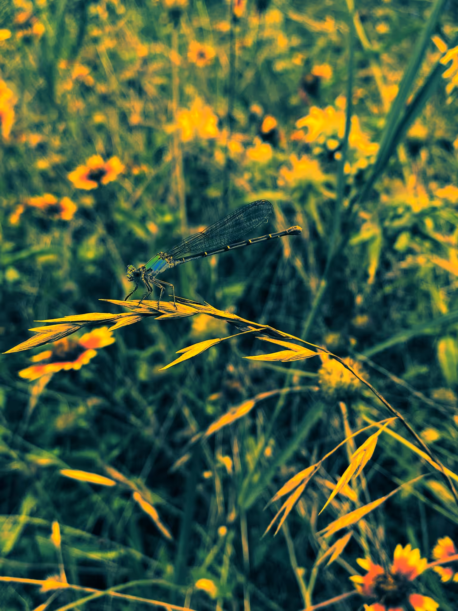 Bugged Out Aesthetics