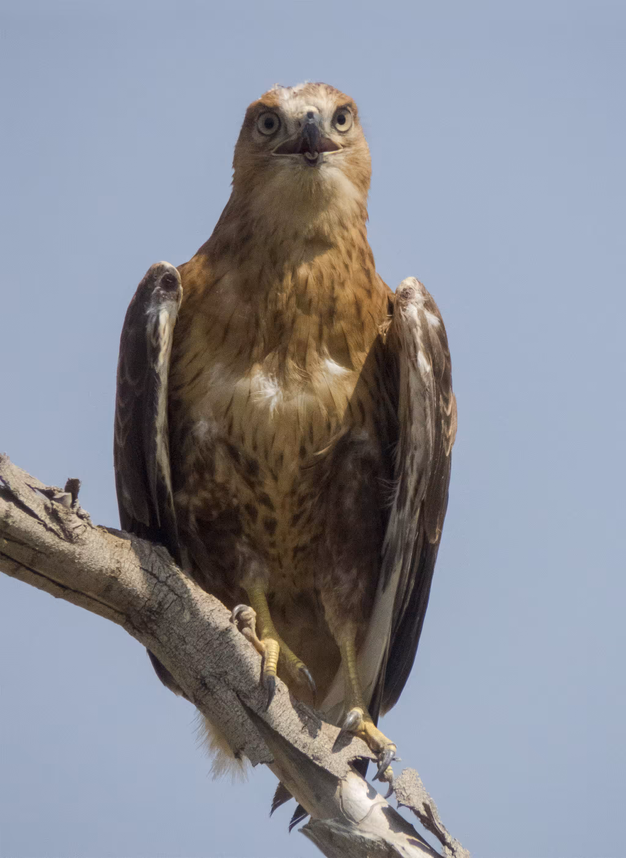 Magnificent bird 
